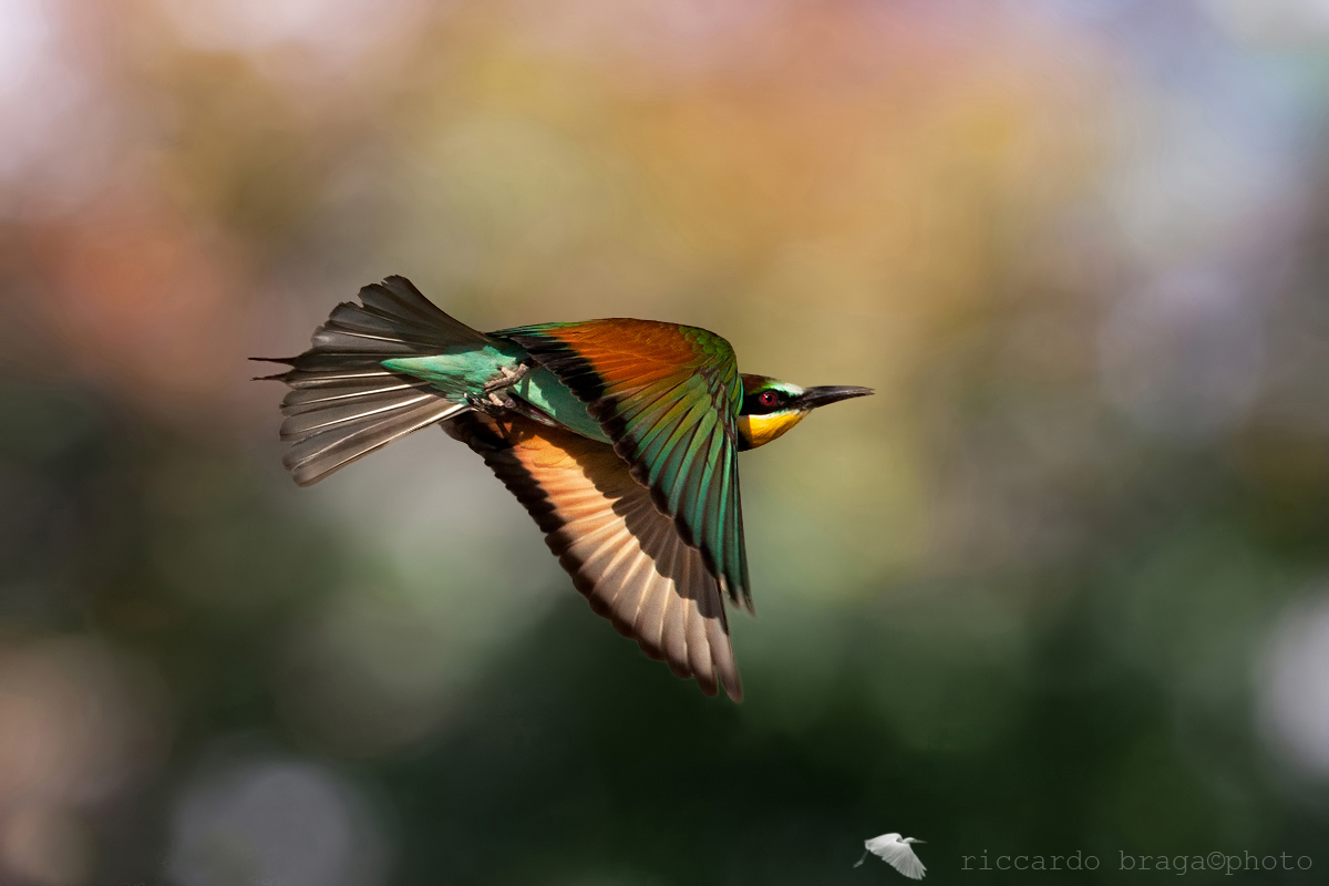 Bee-eater in flight