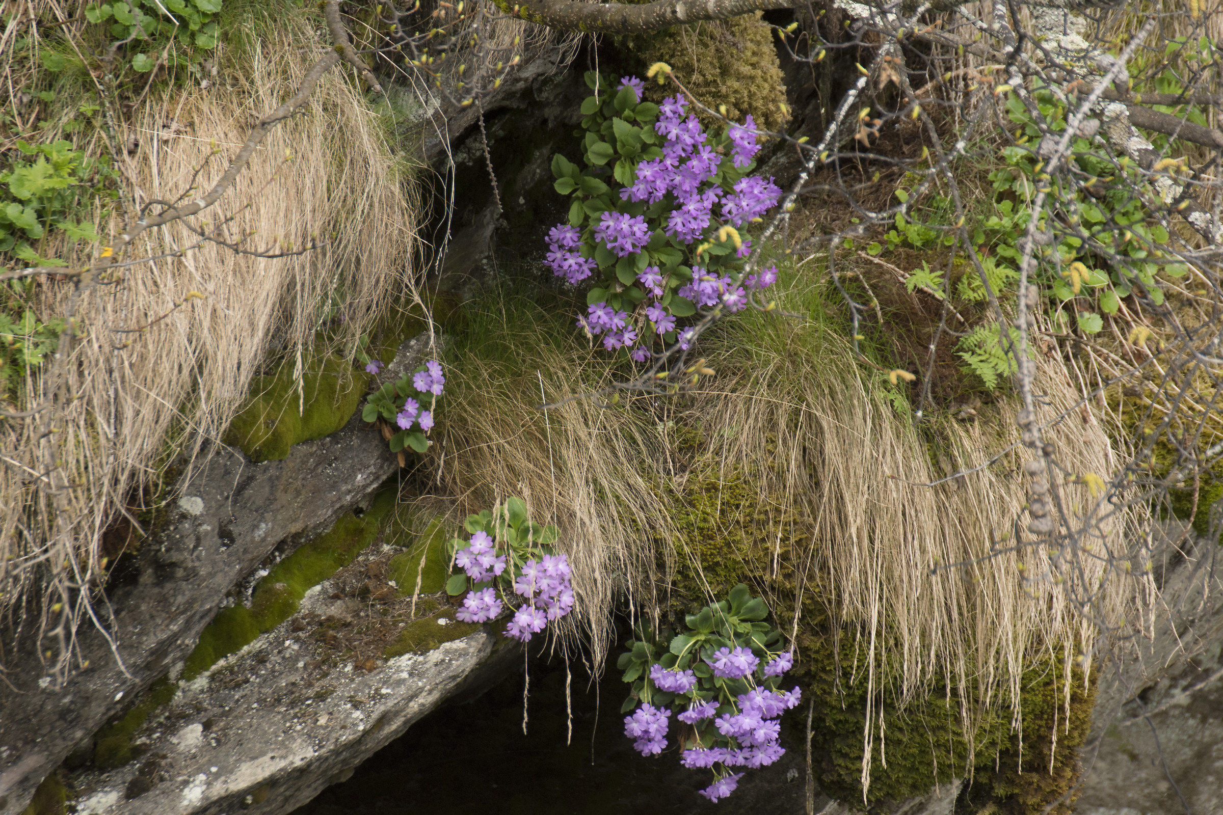 Pending scientific name 1