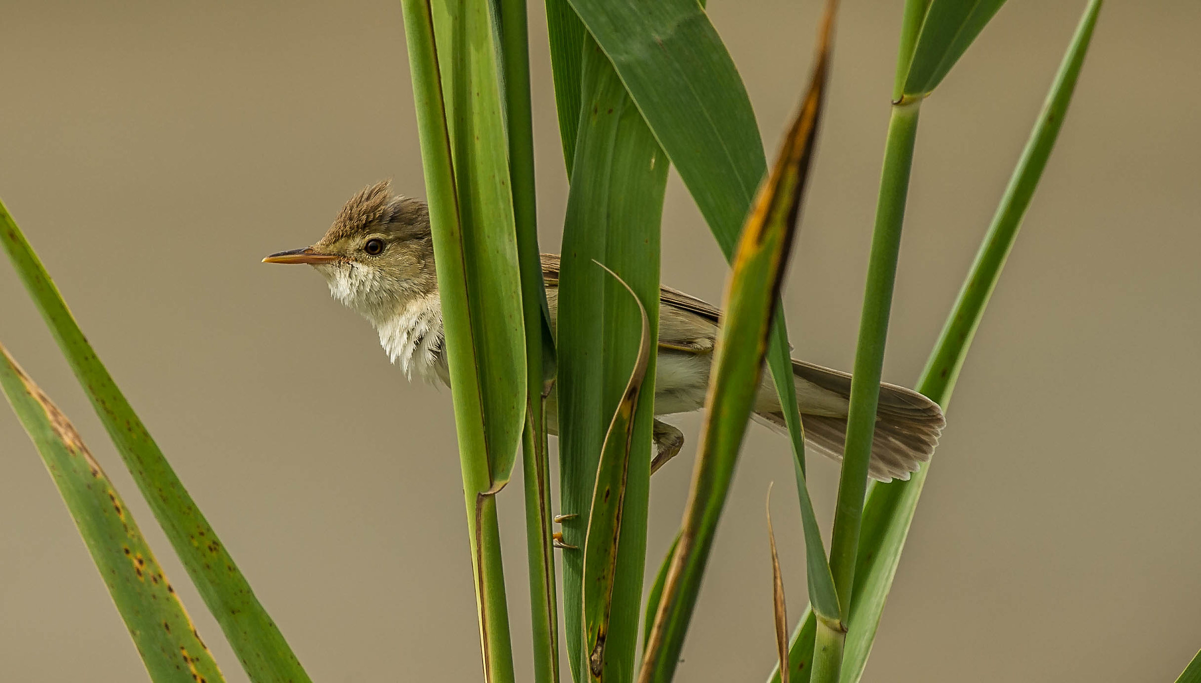 reed warbler