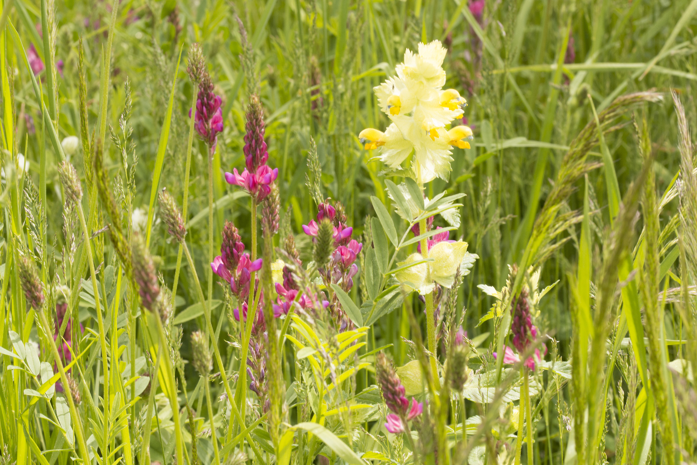 Pending scientific name 5