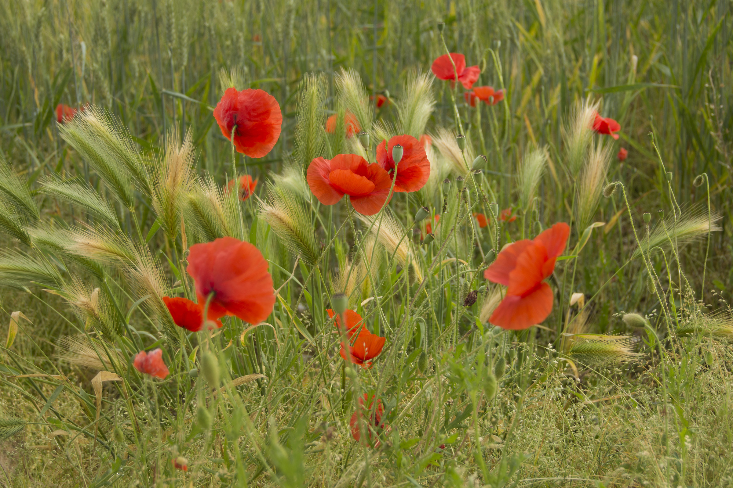 first poppies