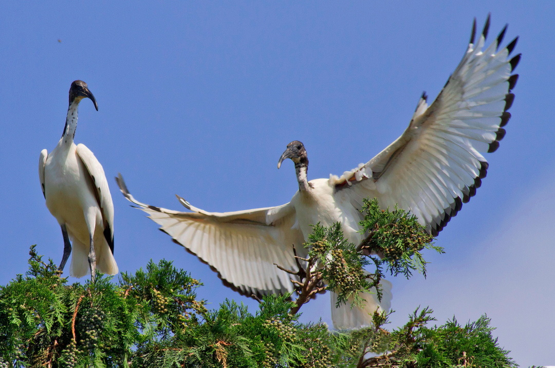 Ibis Sacro in arrivo