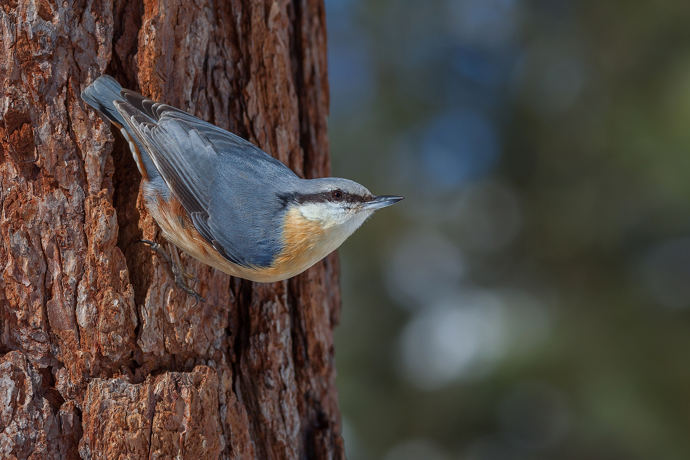 Nuthatch (Sitta europaea)