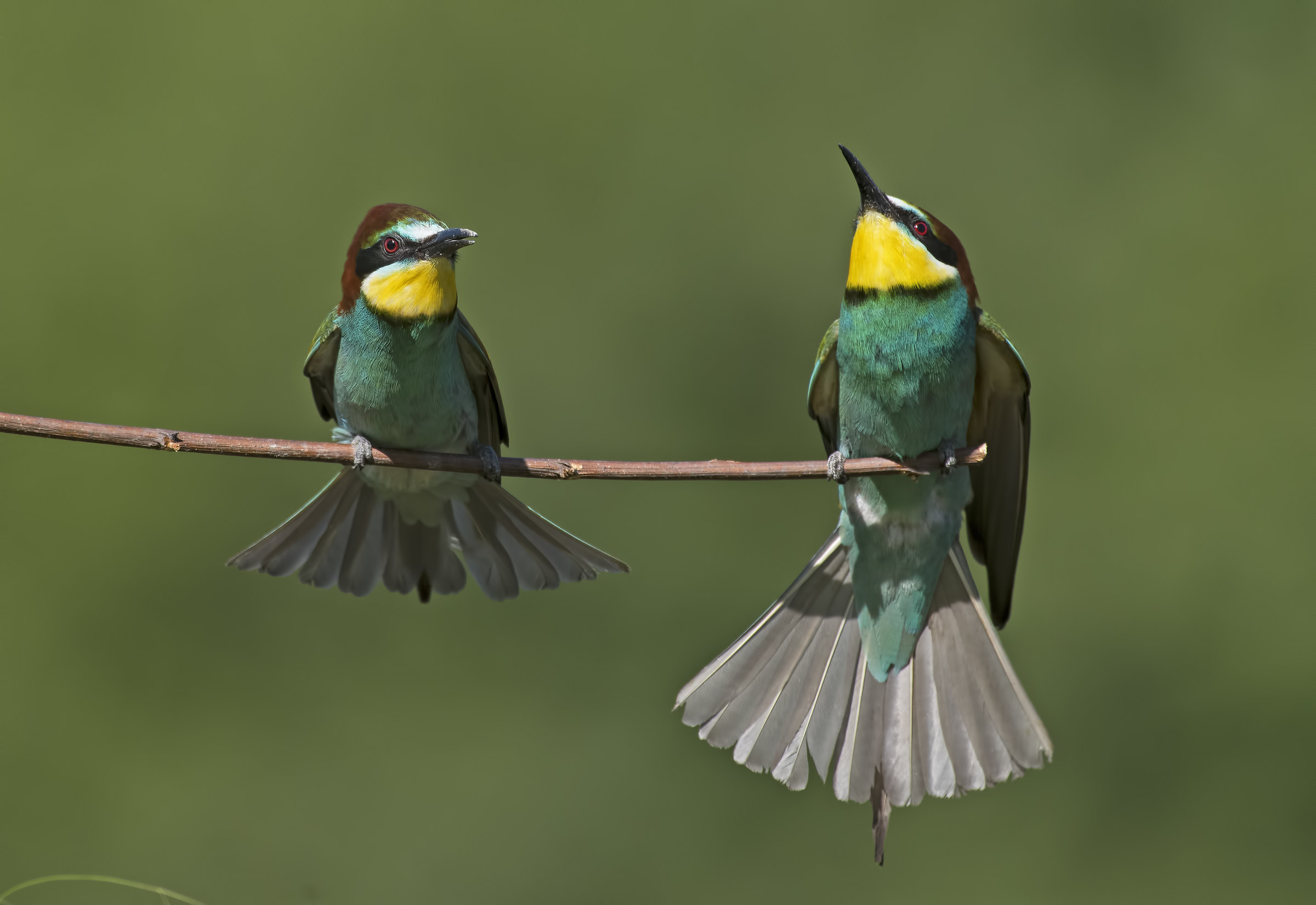 Bee-eaters!