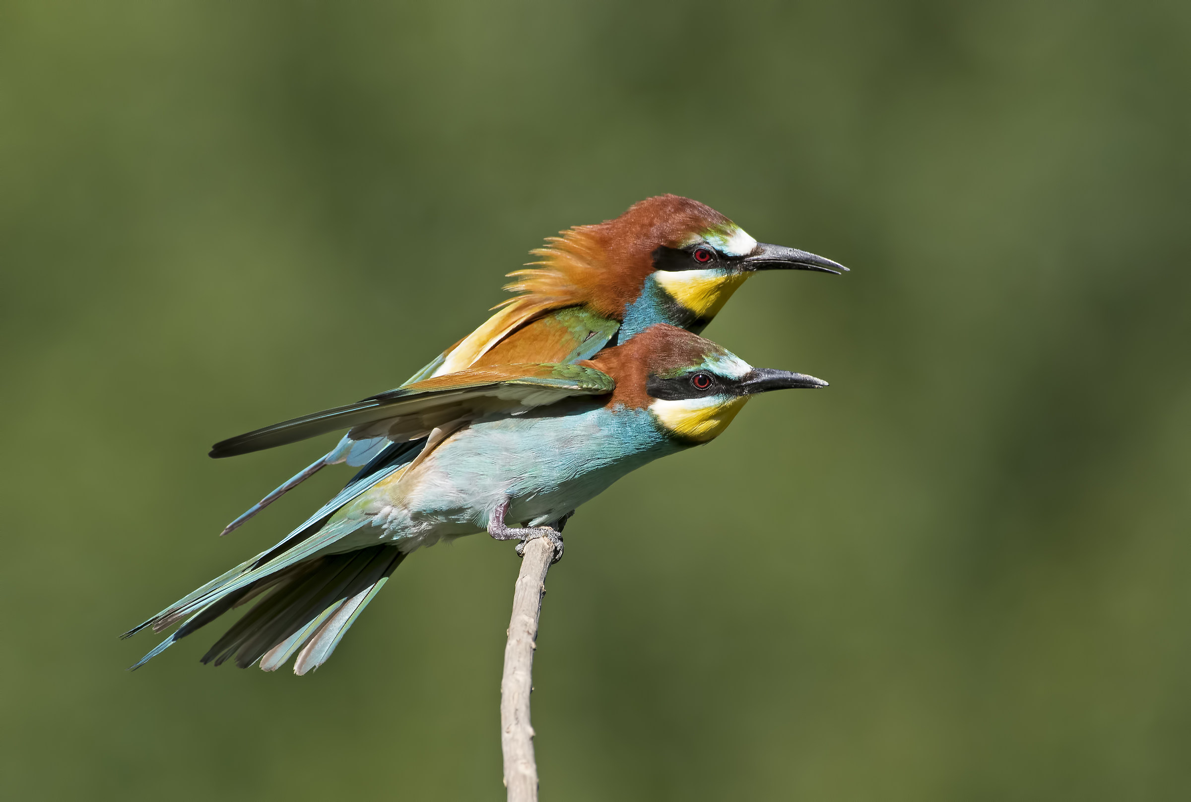 Bee-eaters!