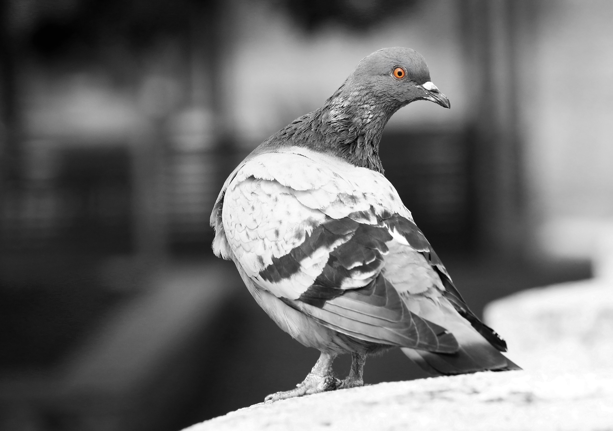 Pigeon