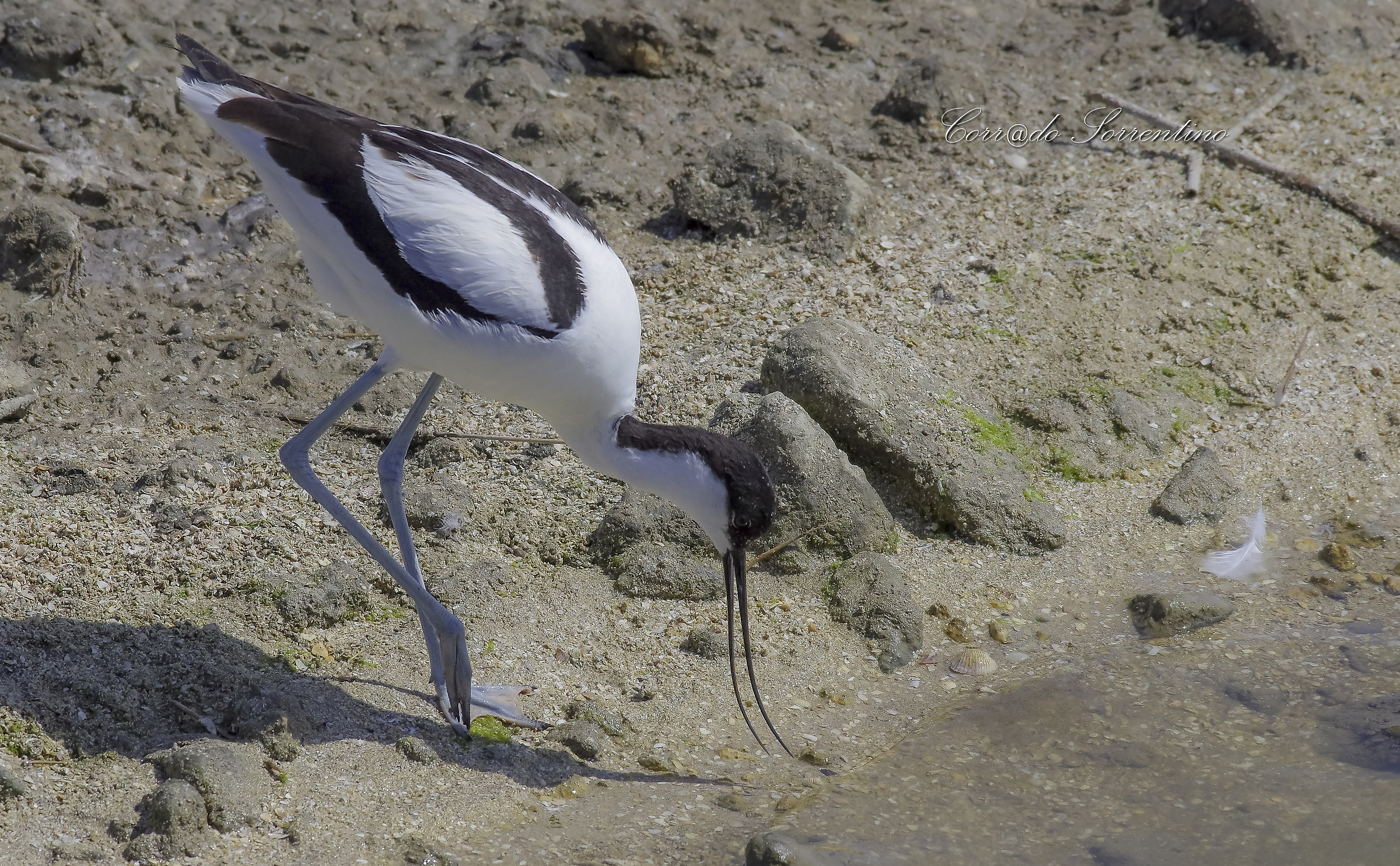 avocet