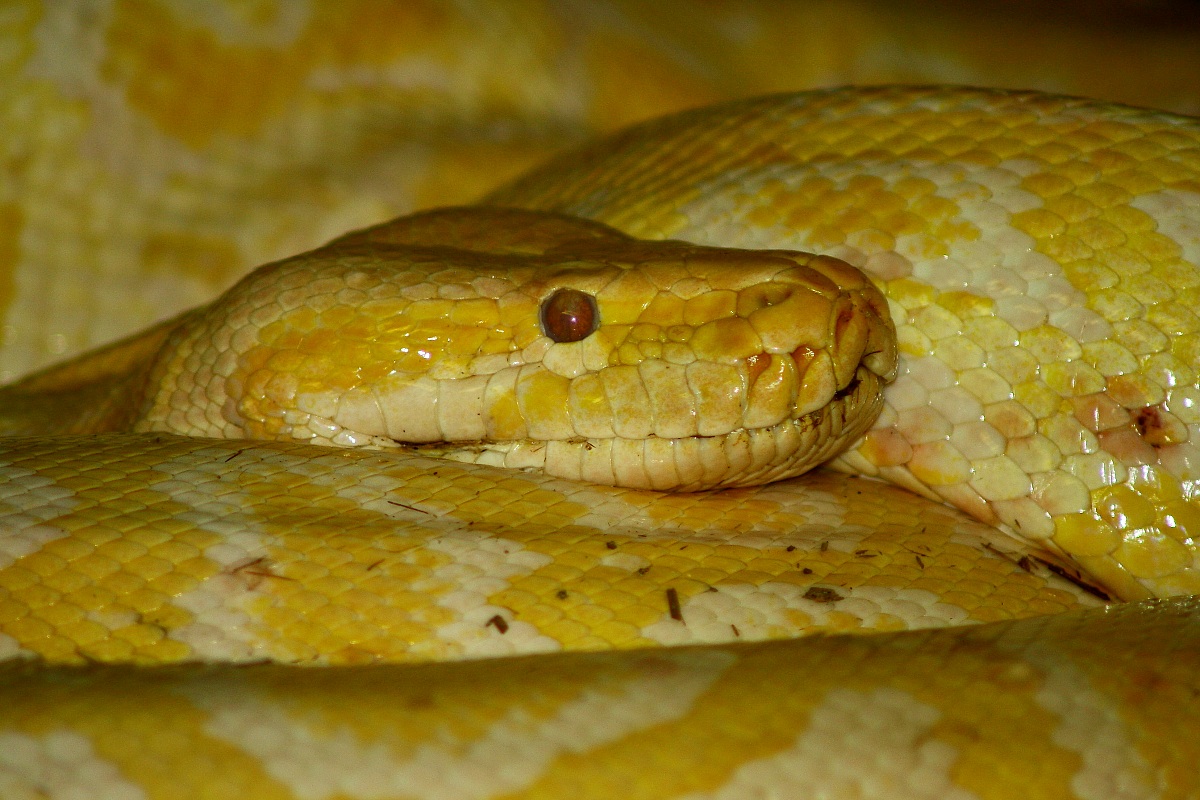 albino boa