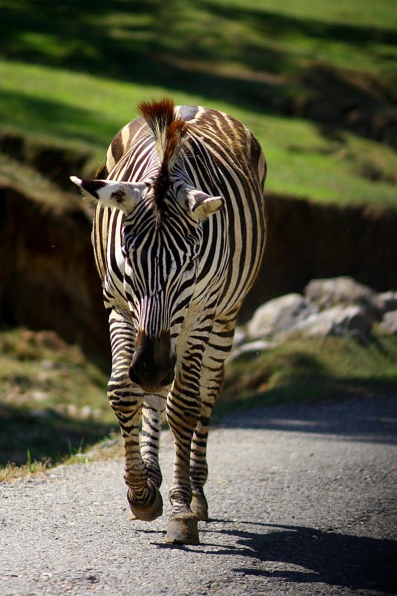 zebra walking