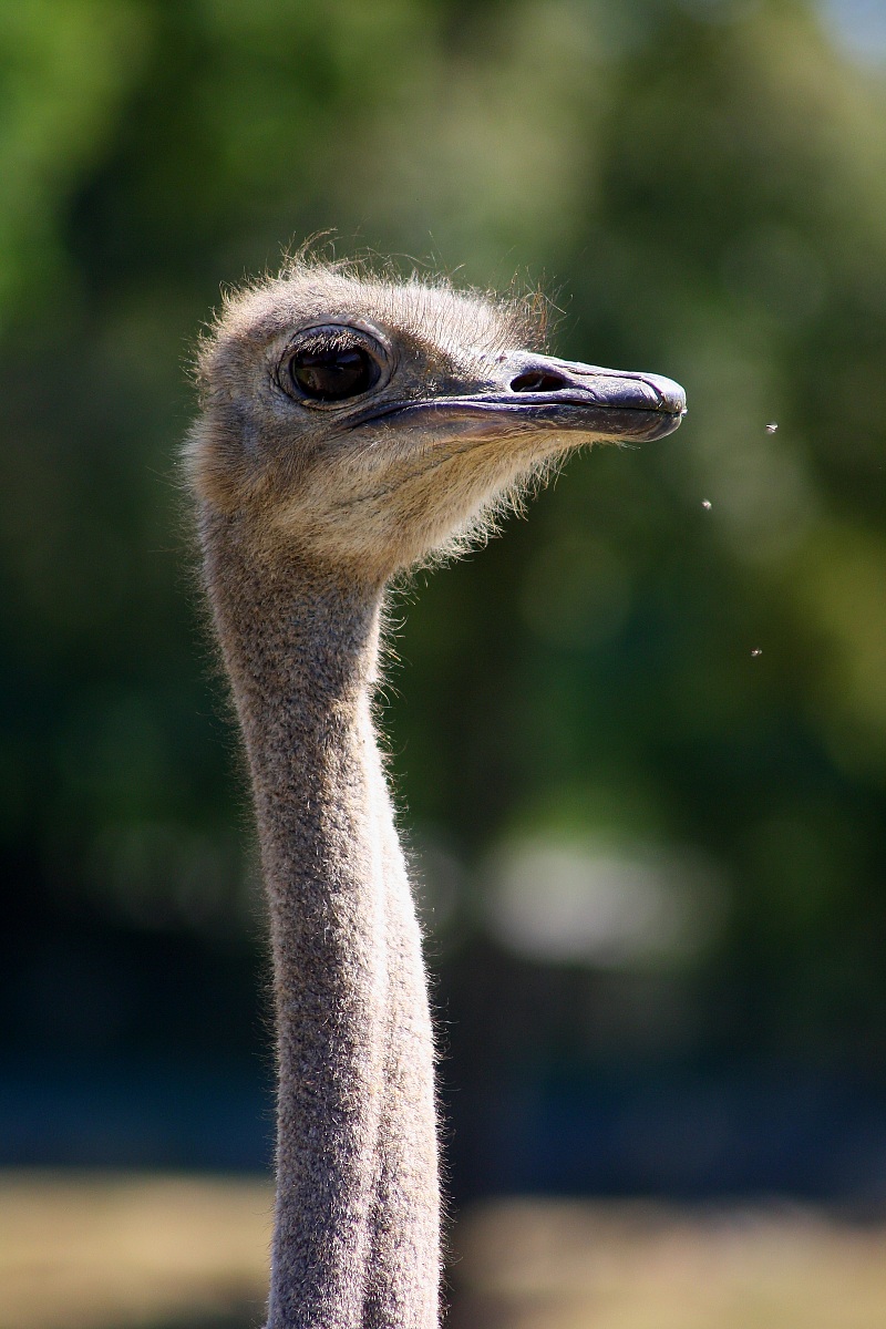 ostrich