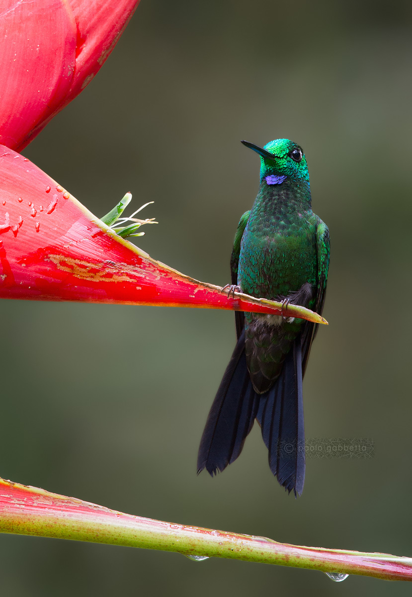 Imbarazzo del colibrì