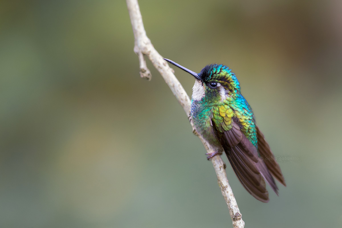 Colibrì