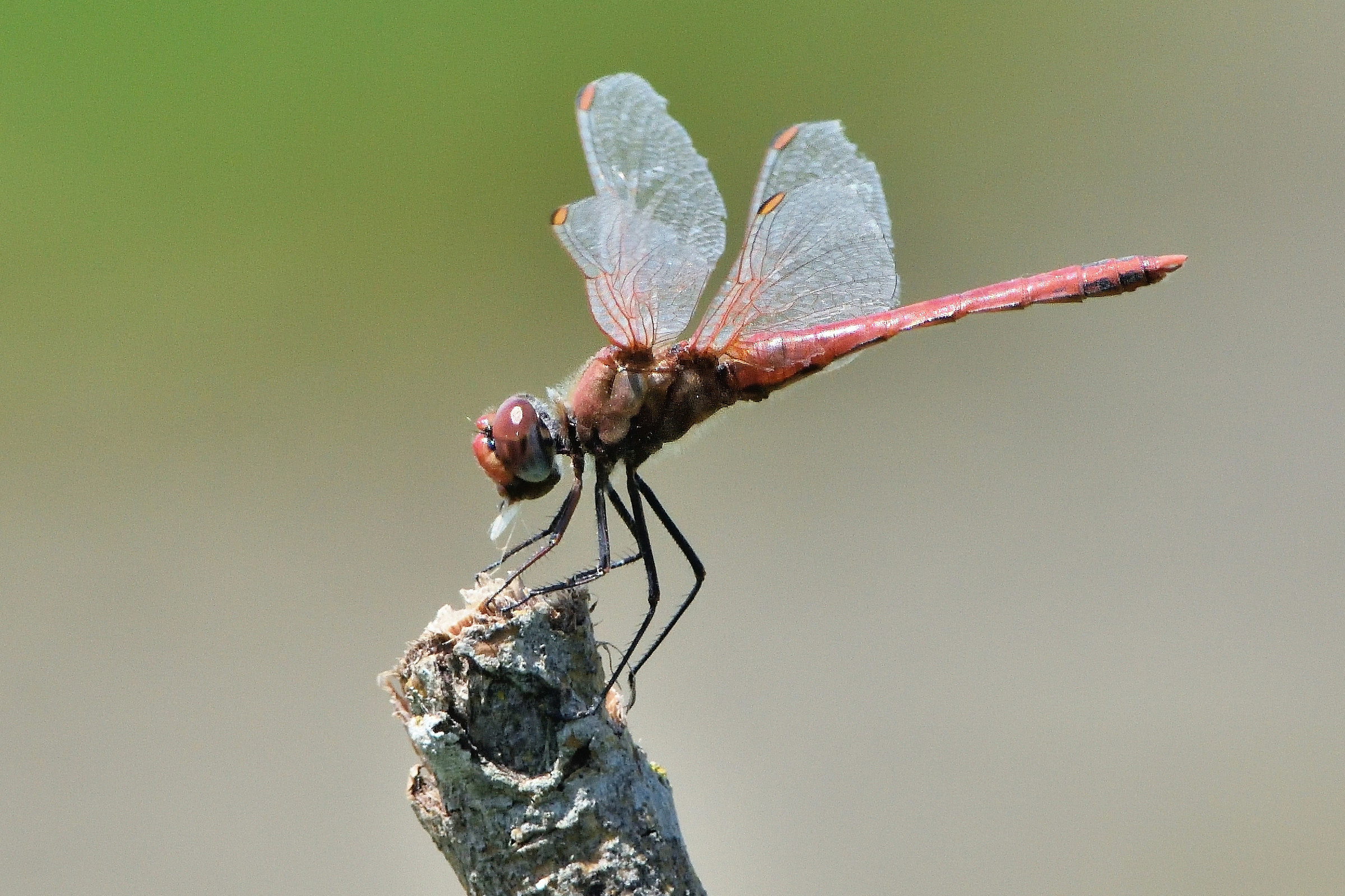 crocothemis erythraea