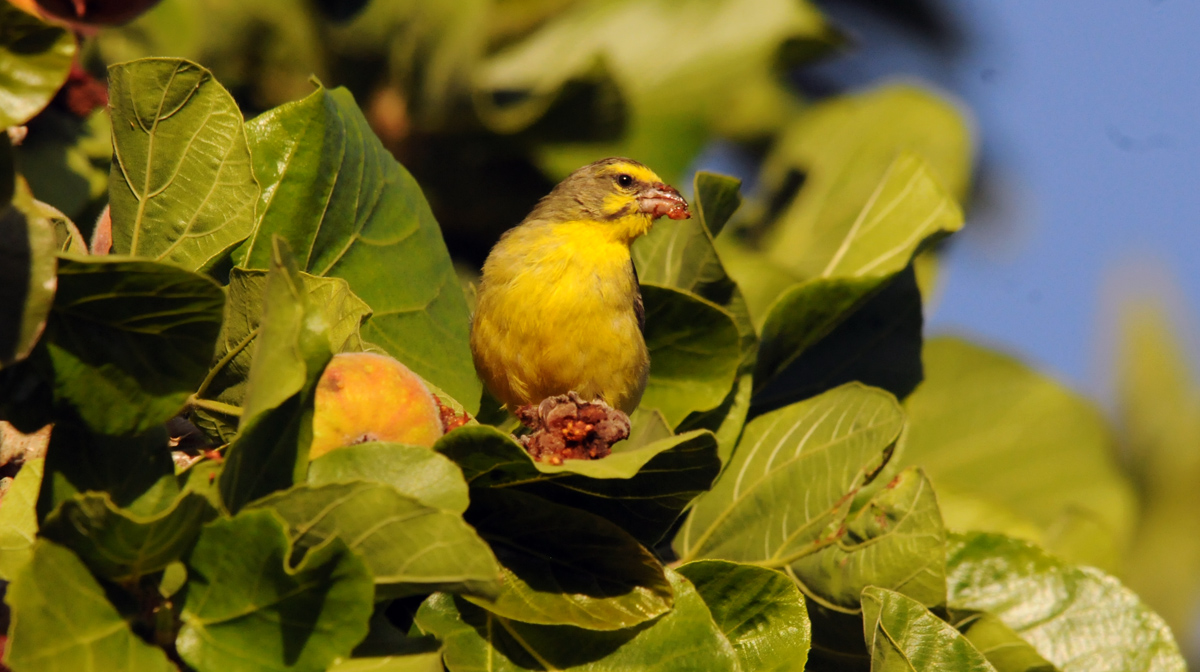 Canery = Yellow-fronted - Lake Tana - Ethiopia