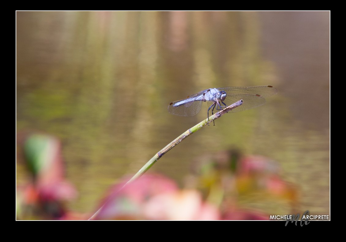 Dragonfly