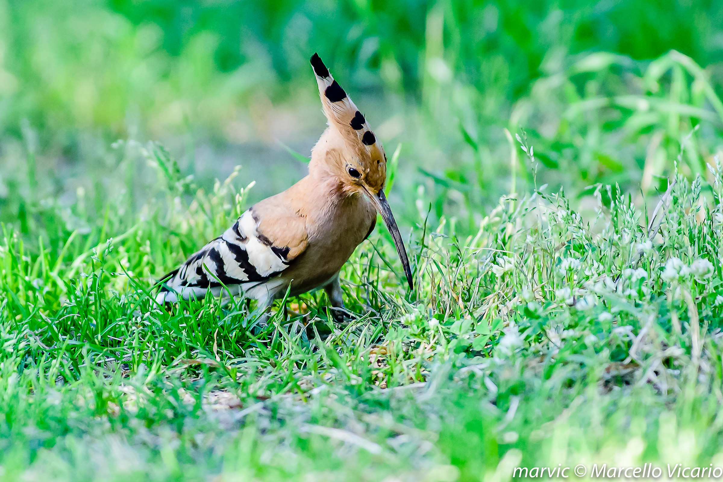 Hoopoe 1