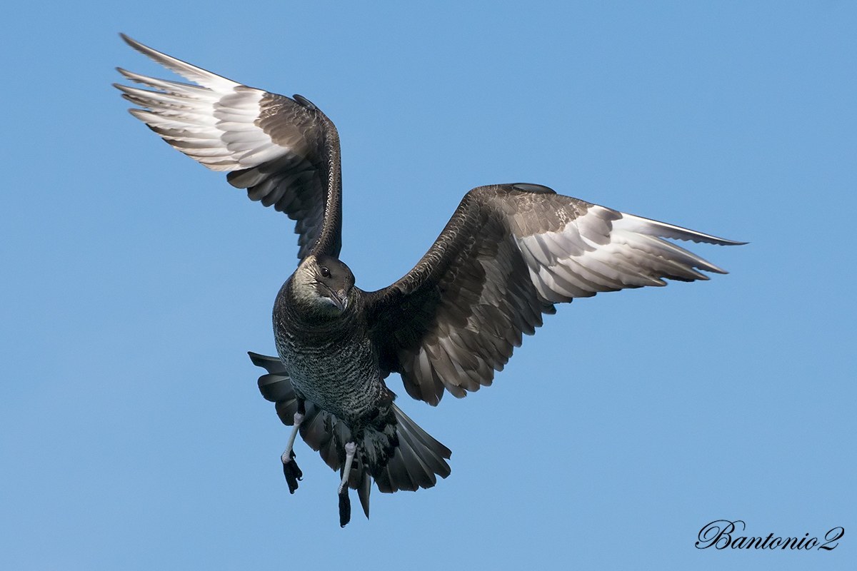 Stercorario mezzano giovane2 (Stercorarius pomarinus).