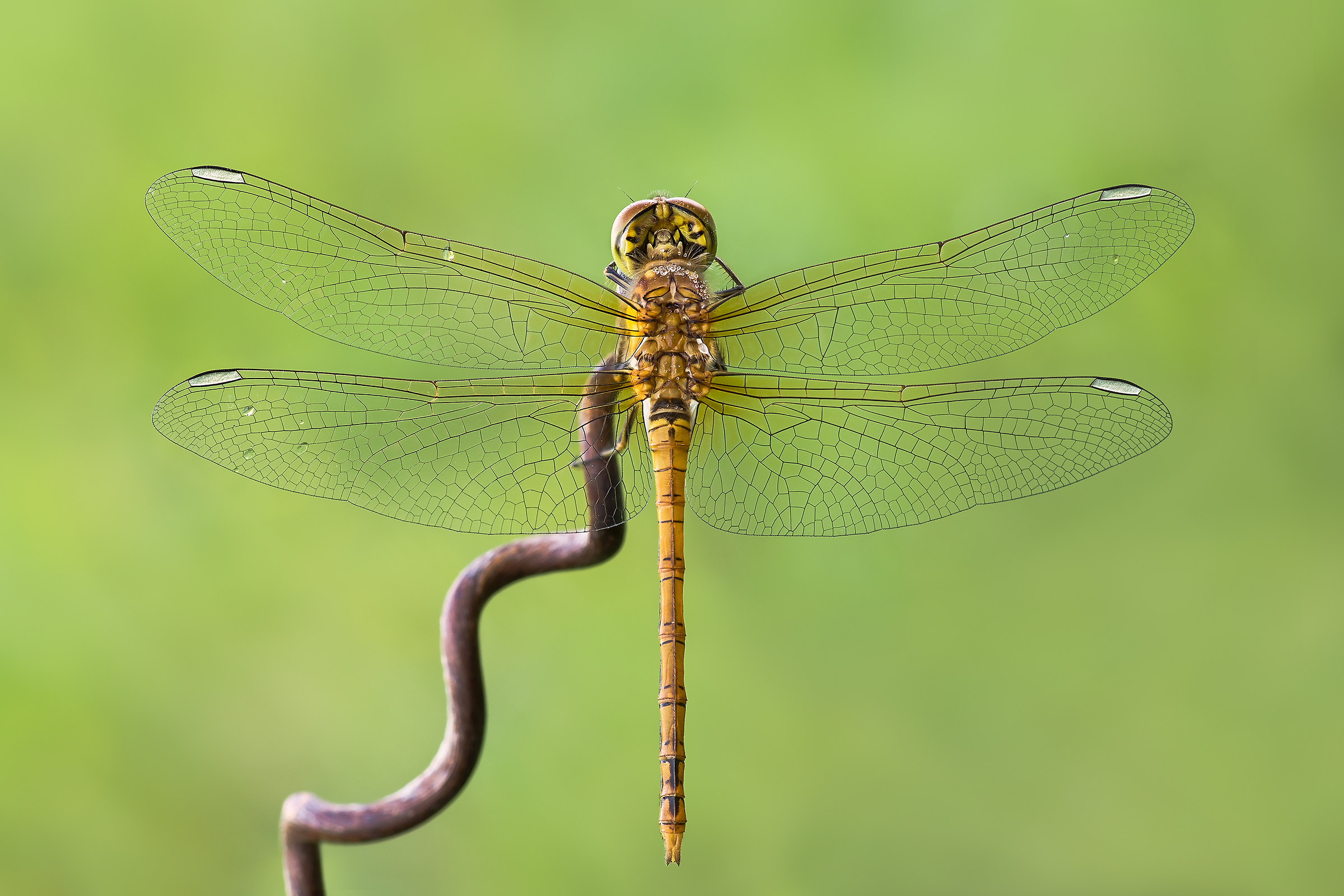 Sympetrum striolatum