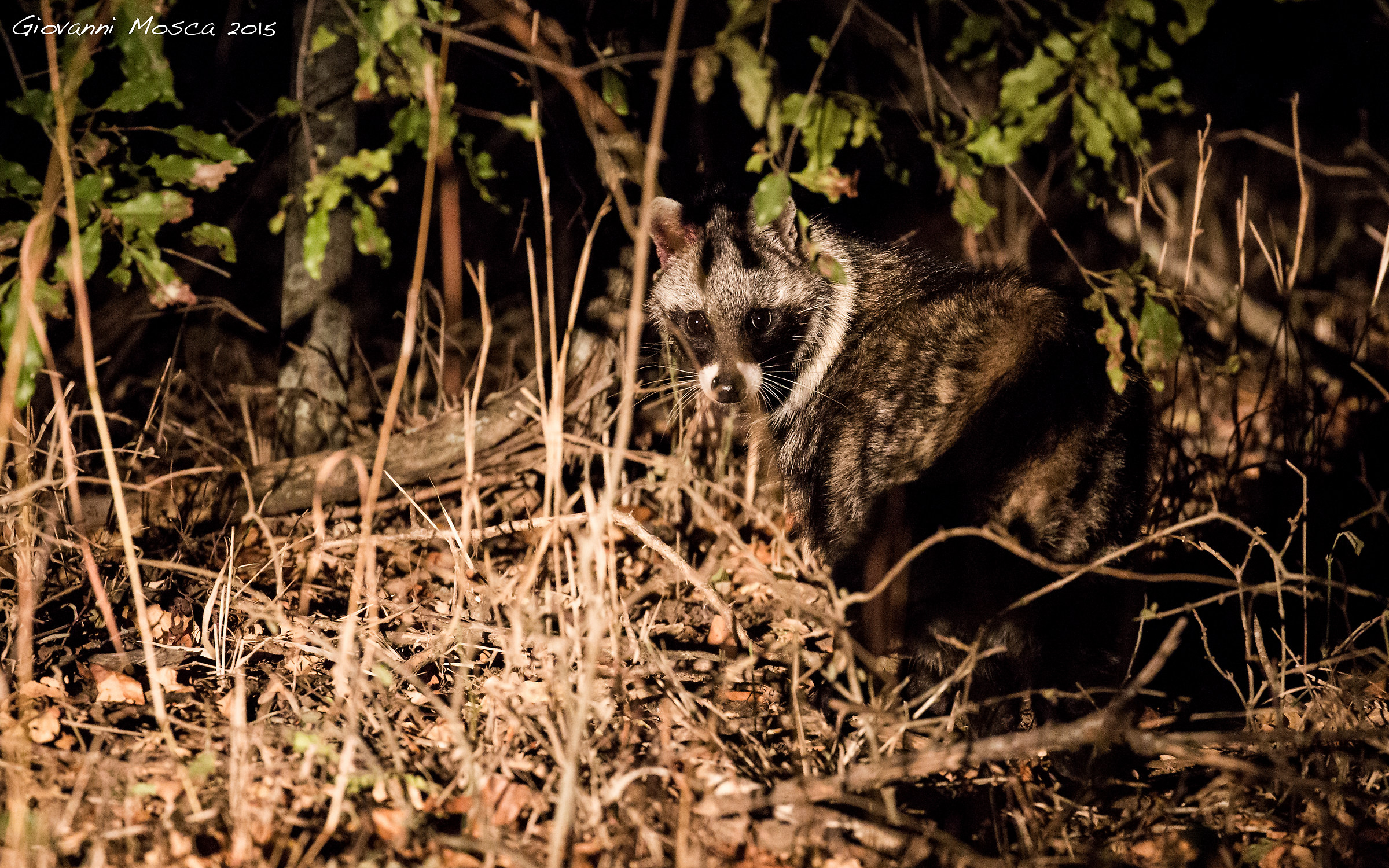 African Civet (civet)