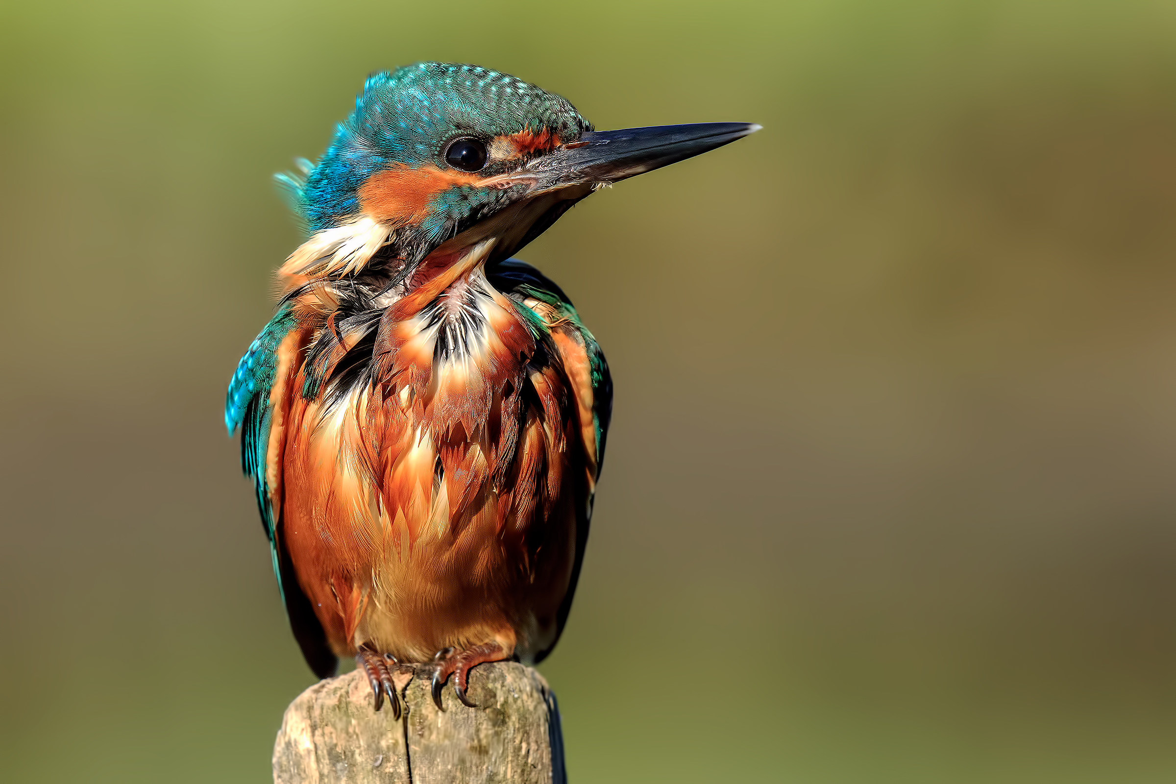 Kingfisher