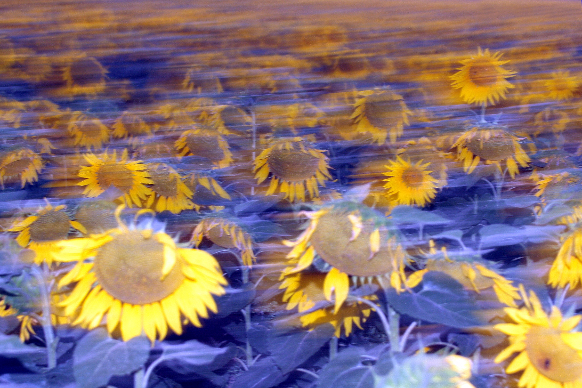 sunflowers