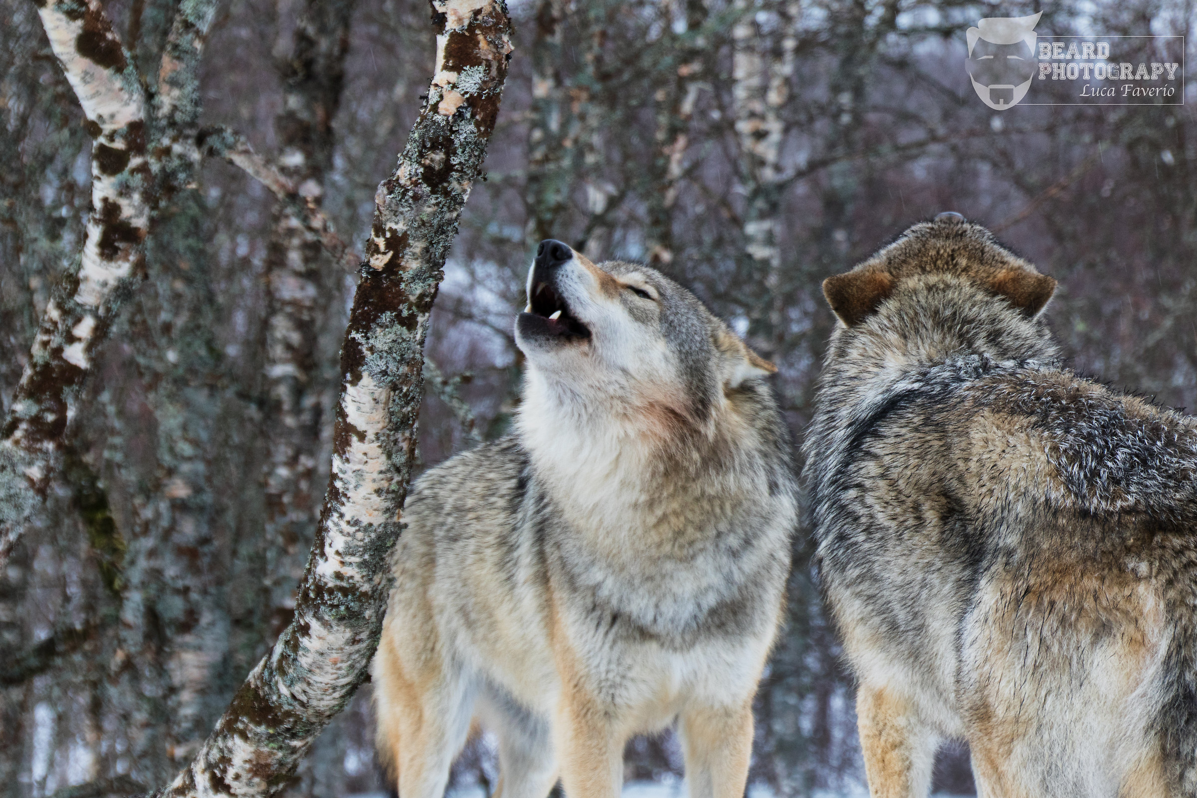 Wolves's Howl