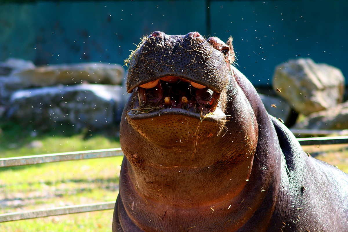 hippo