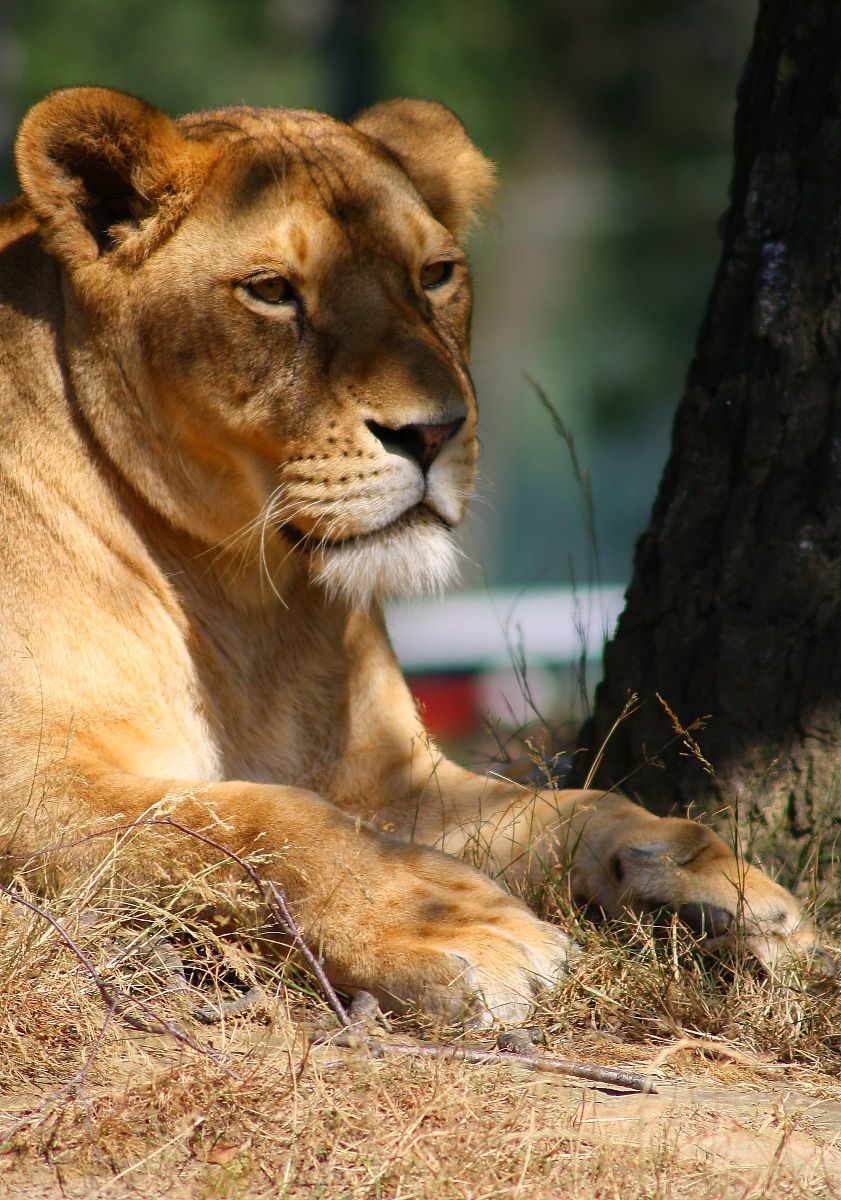 lioness 2