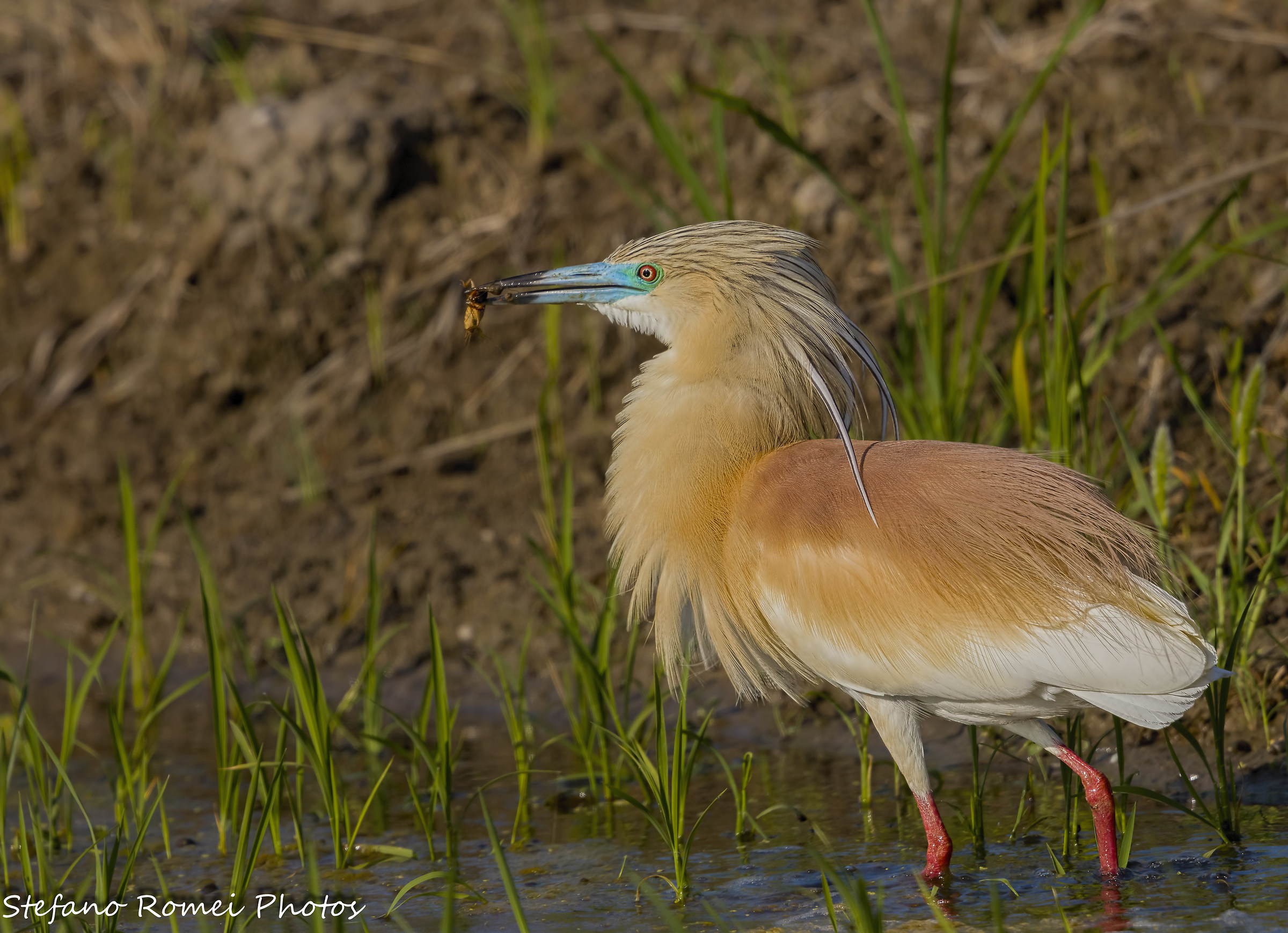 il bocconcino preferito