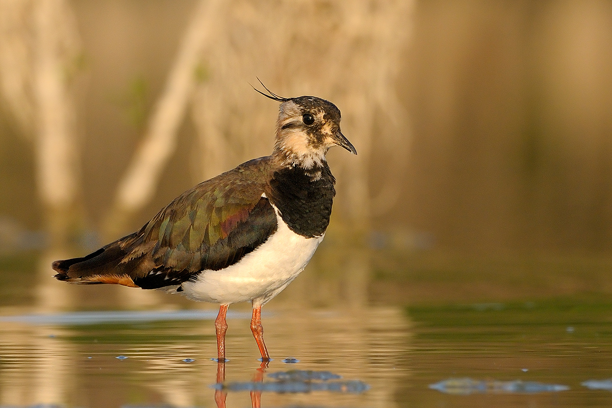 Lapwing