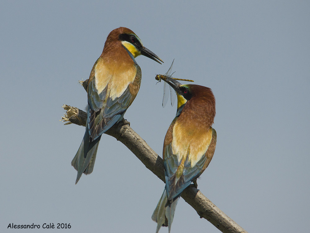 European bee-eater (Bee) 4210