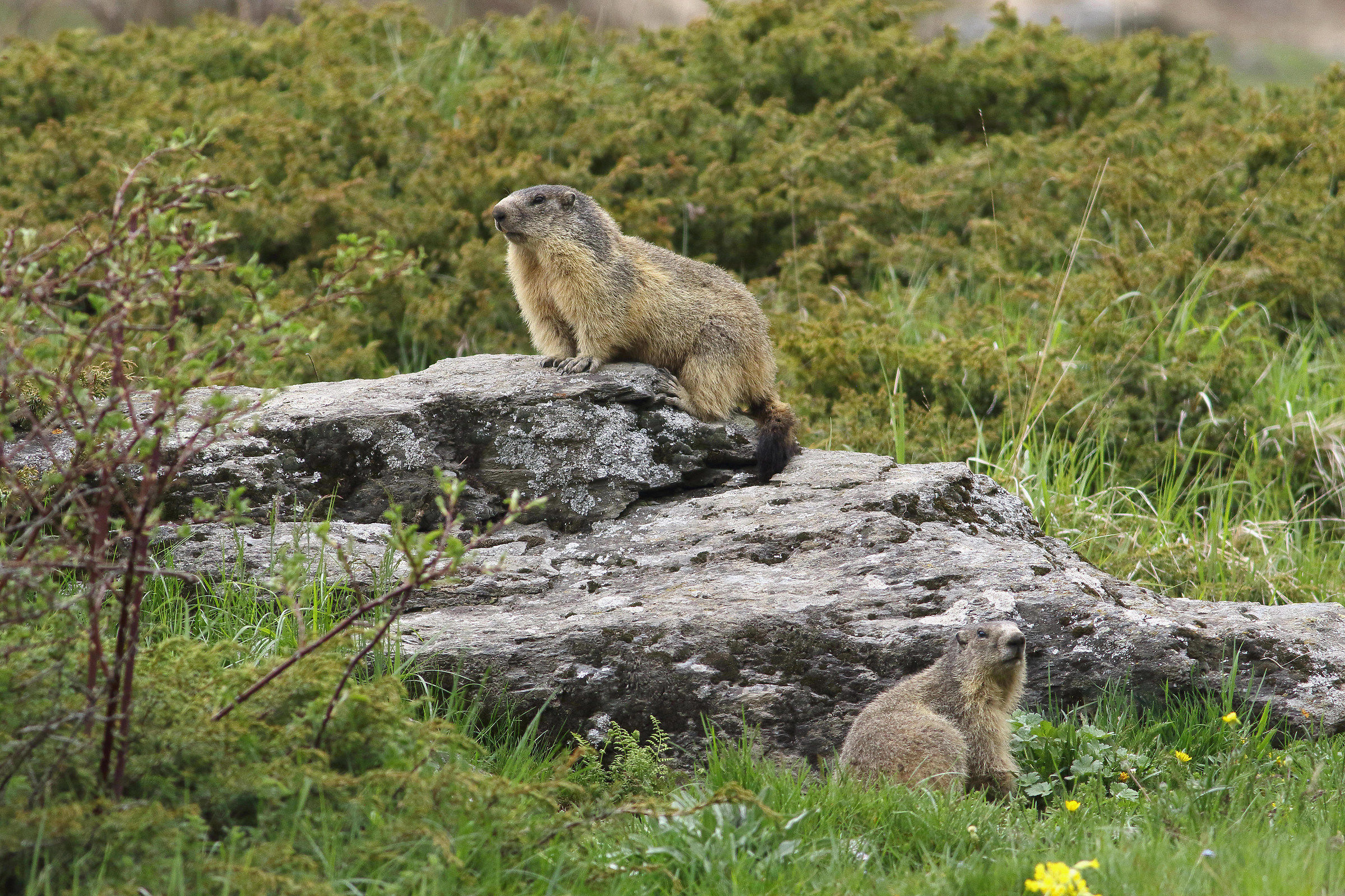 marmotte
