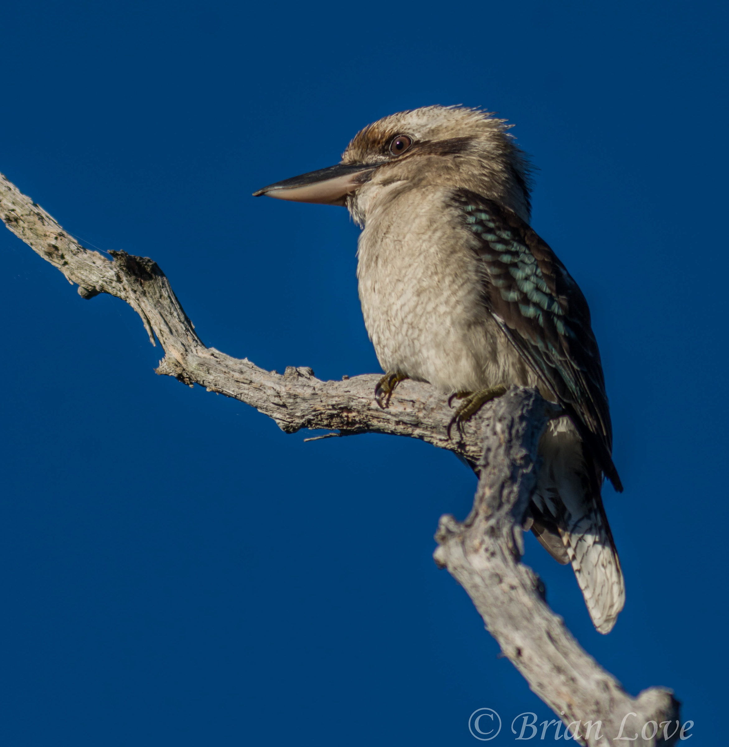 Kookaburra