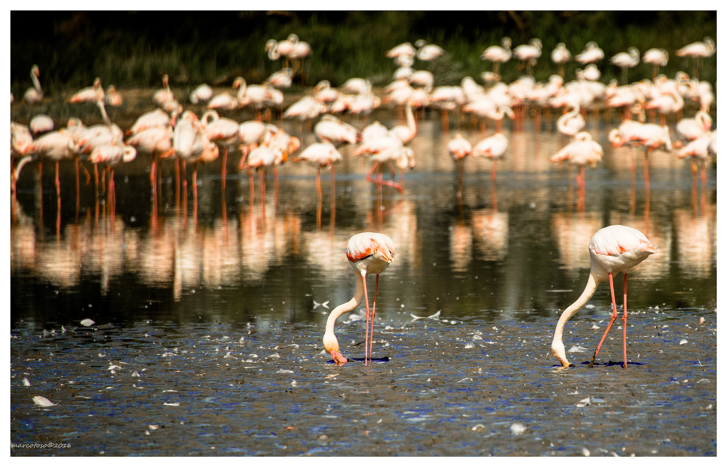 Flamingos in pairs