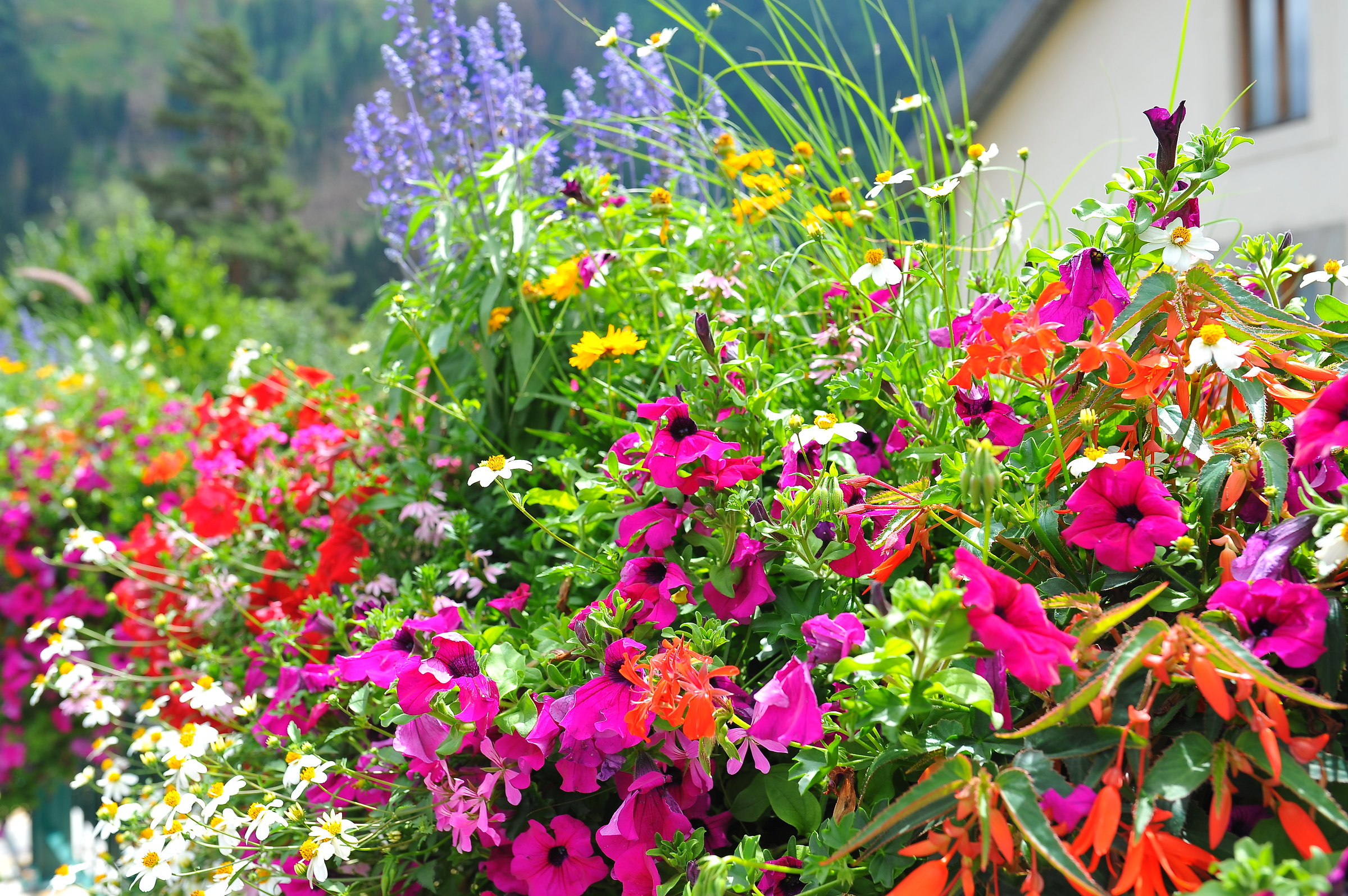 i colori della natura