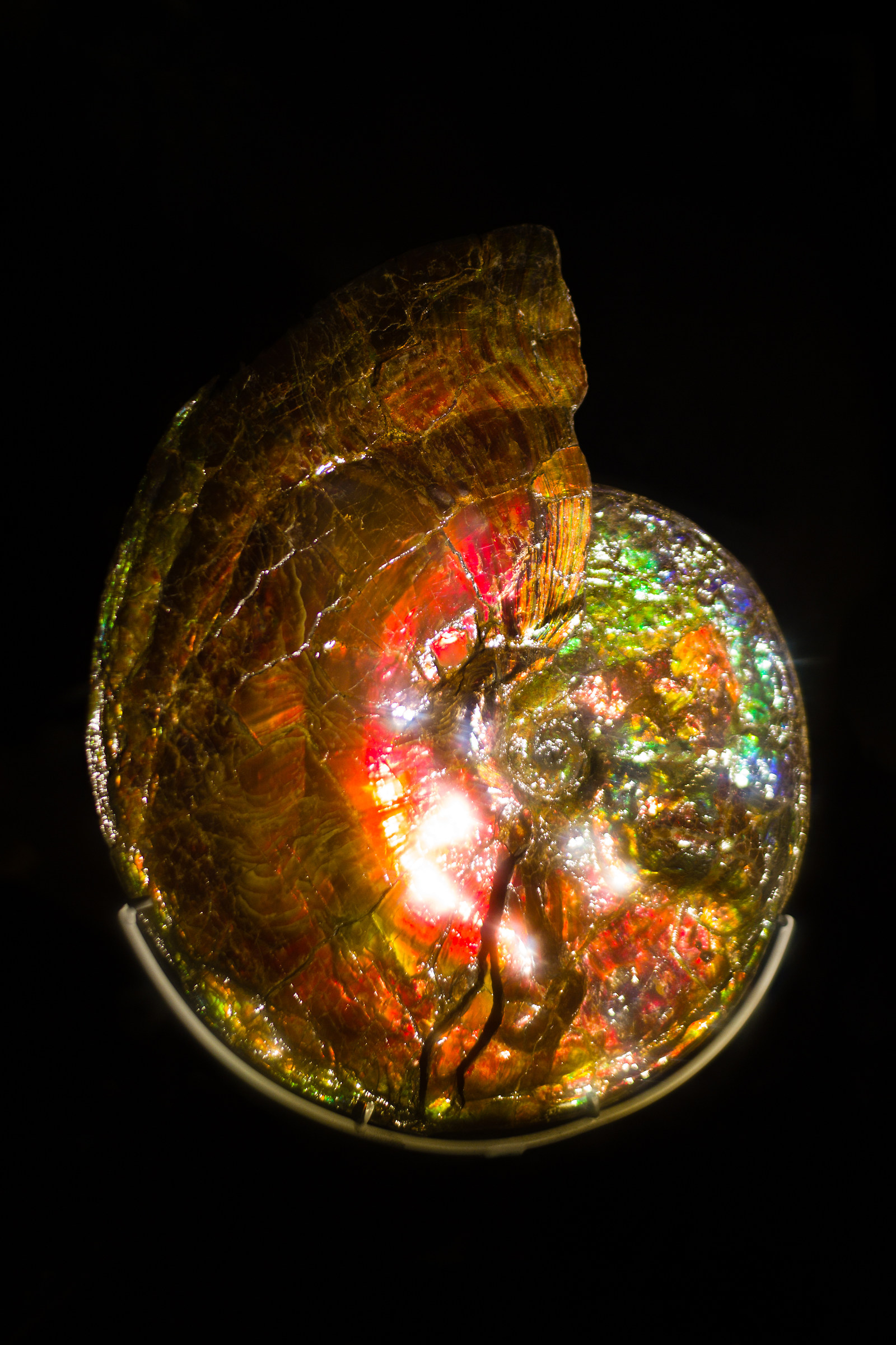 400 million years and not hear