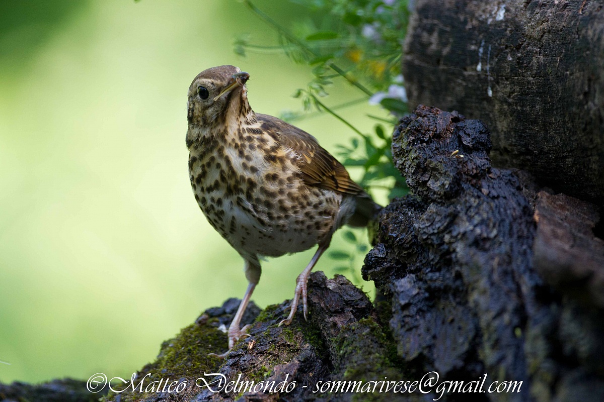 Song Thrush
