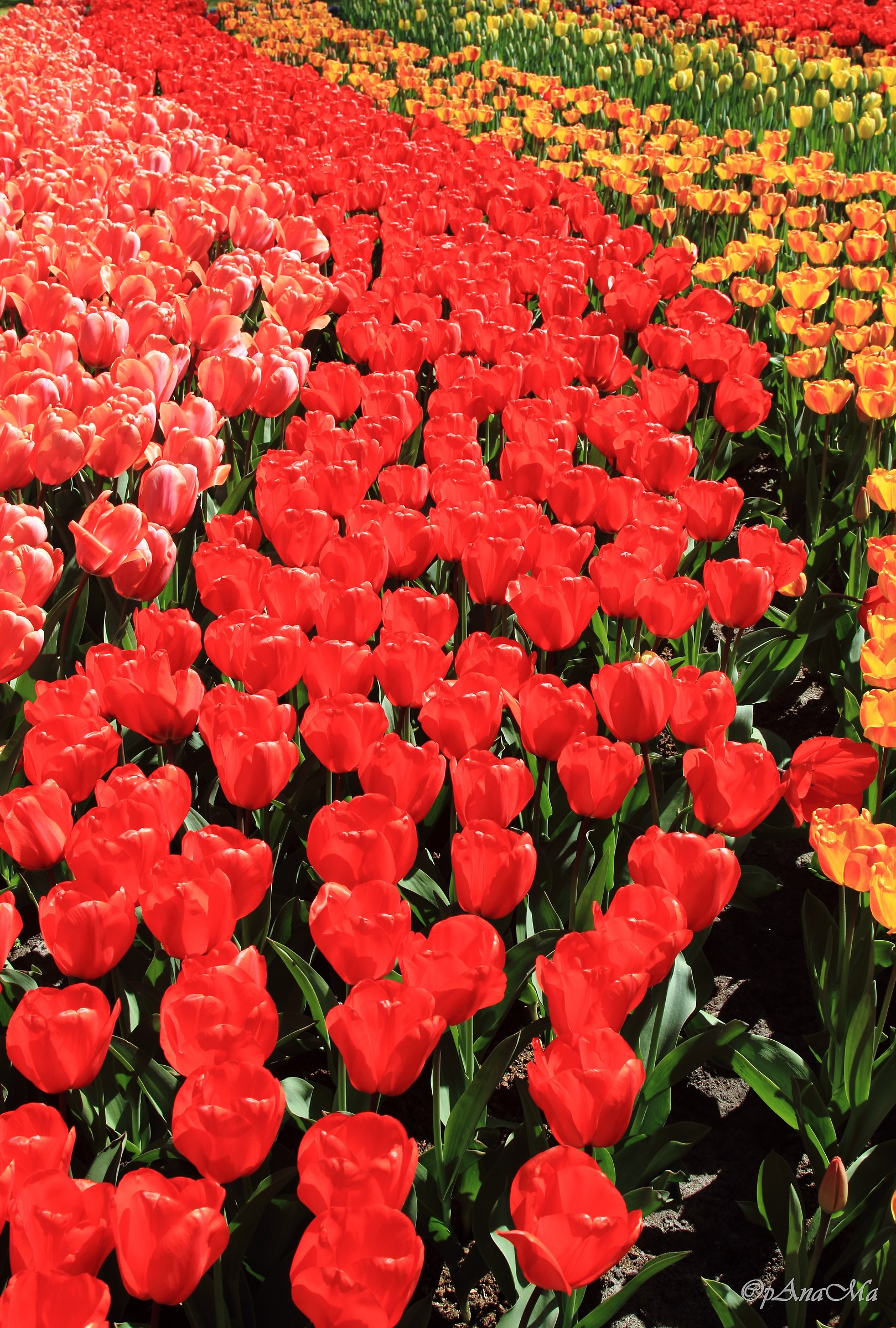 The inspiration of Van Gogh?