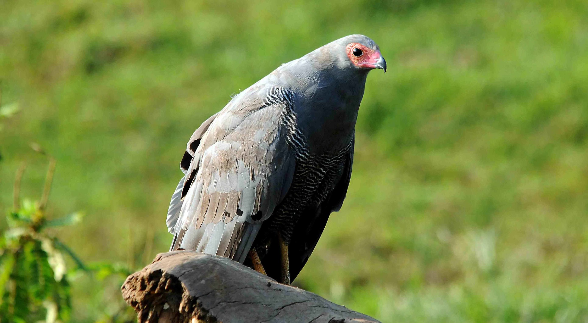 African Harrier-hawk =