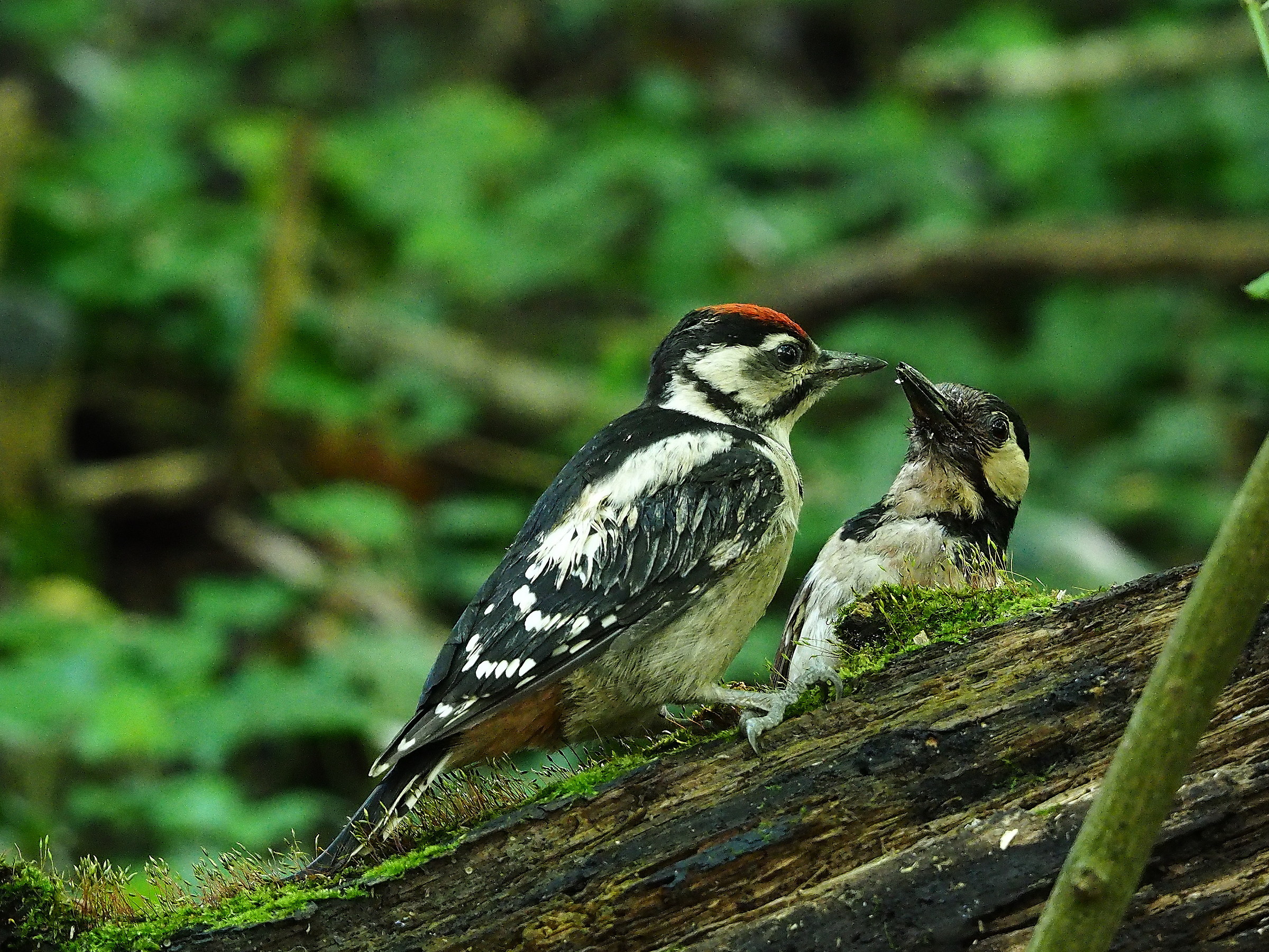 great spotted woodpecker