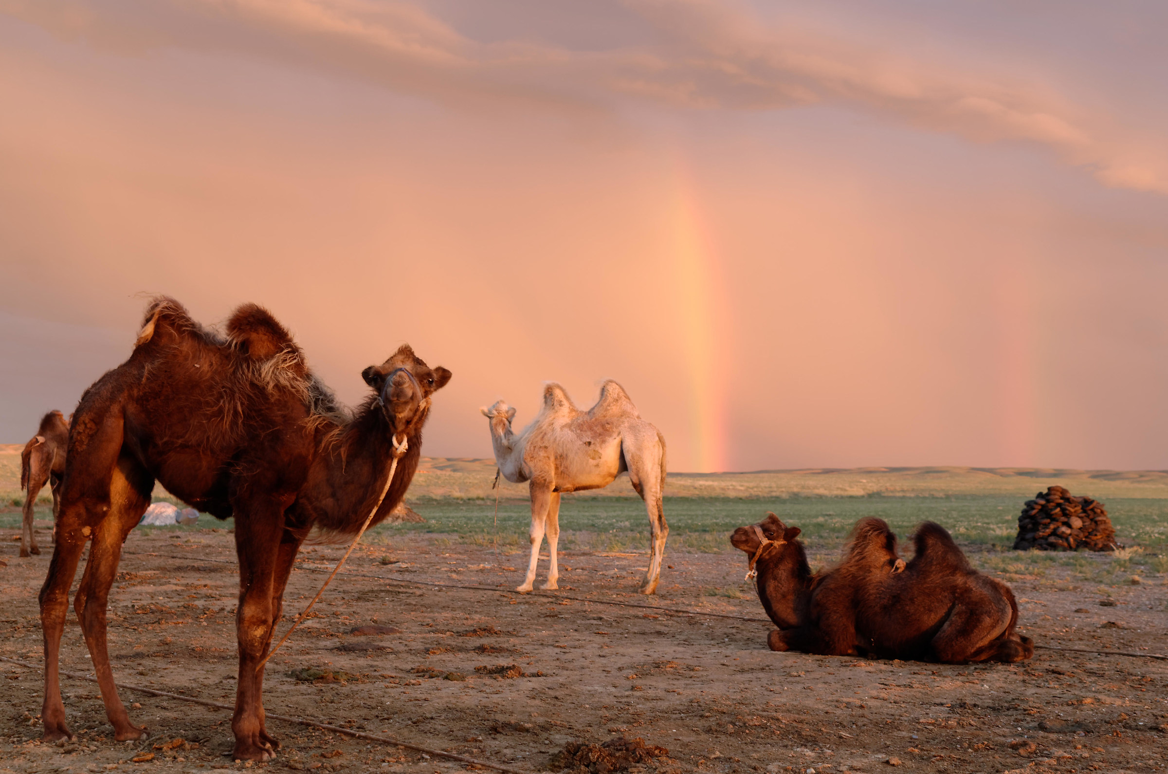 the smile of a camel
