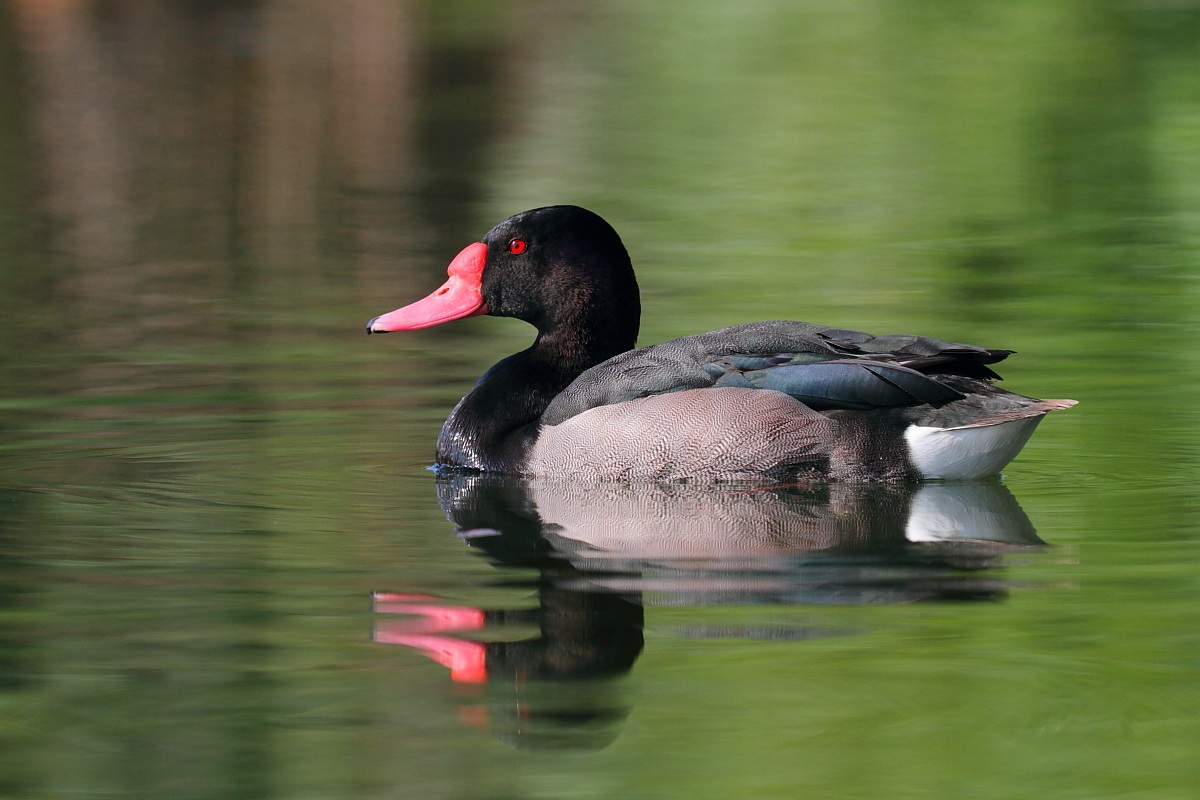 anatra dal becco rosso (Netta peposaca)