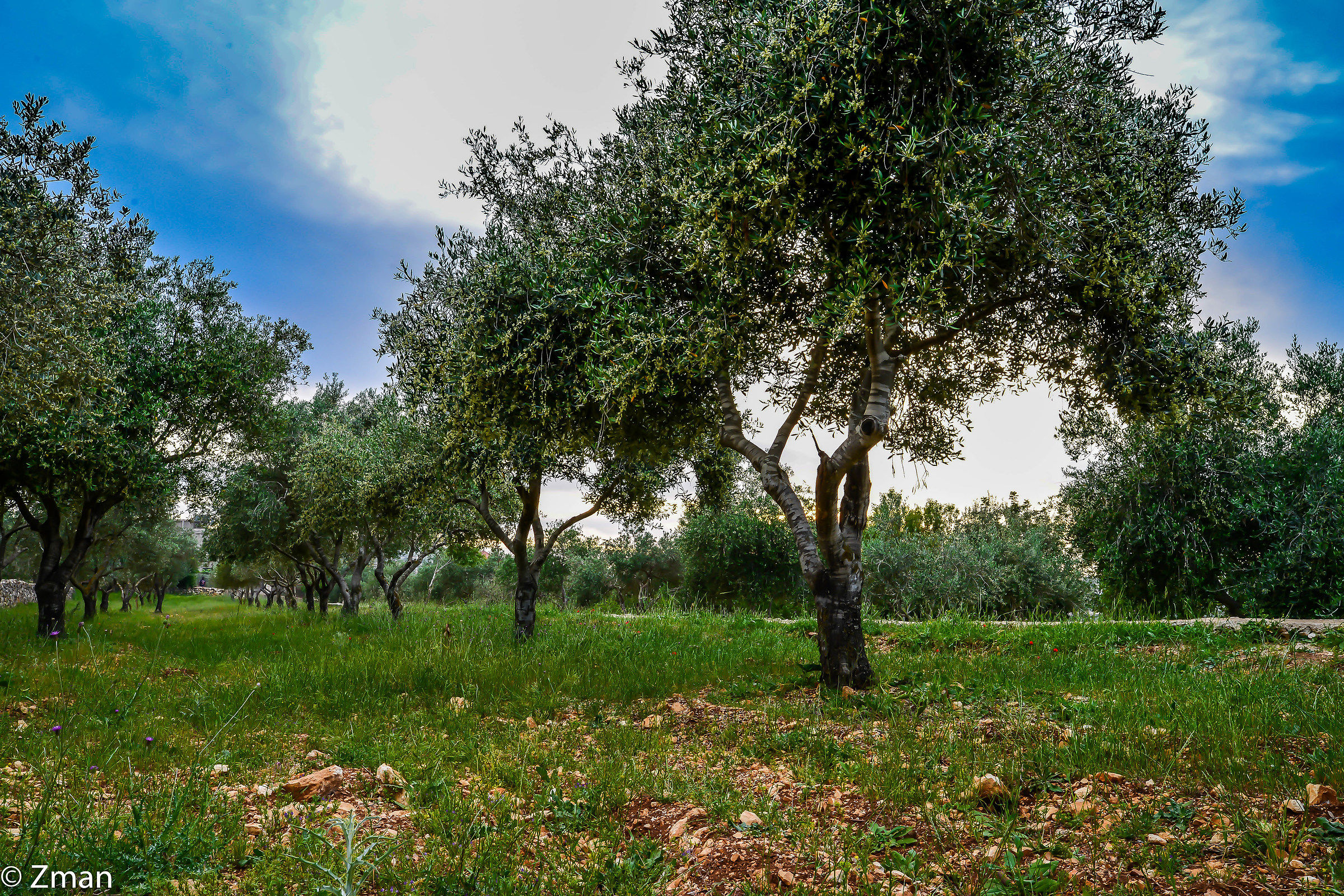 Our Olive Trees