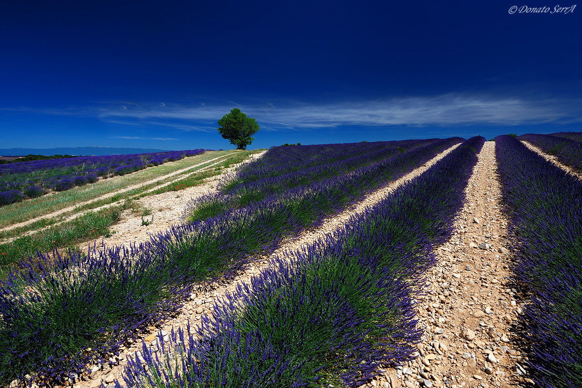 Blue Provence 2