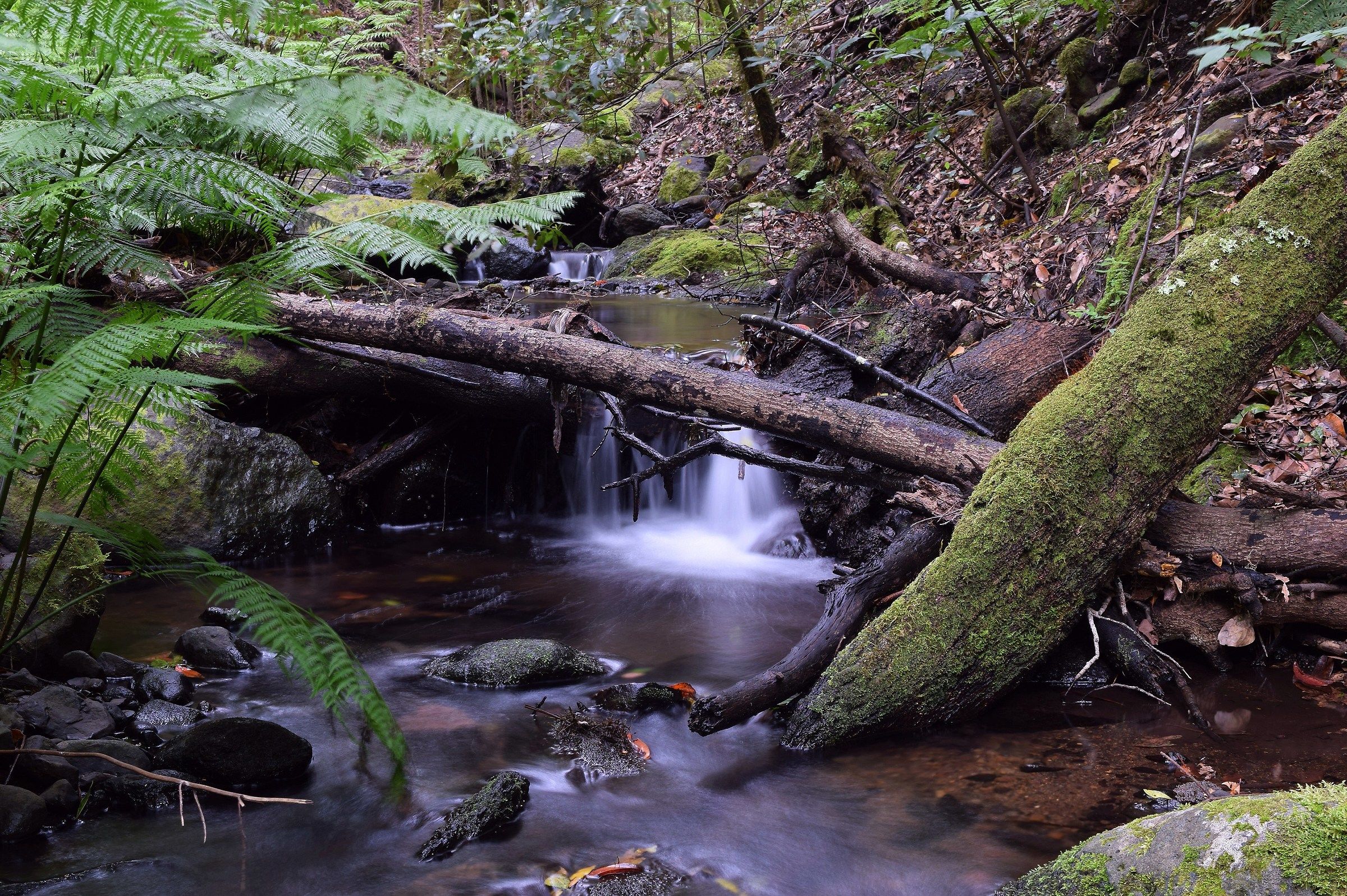 The forests of La Gomera