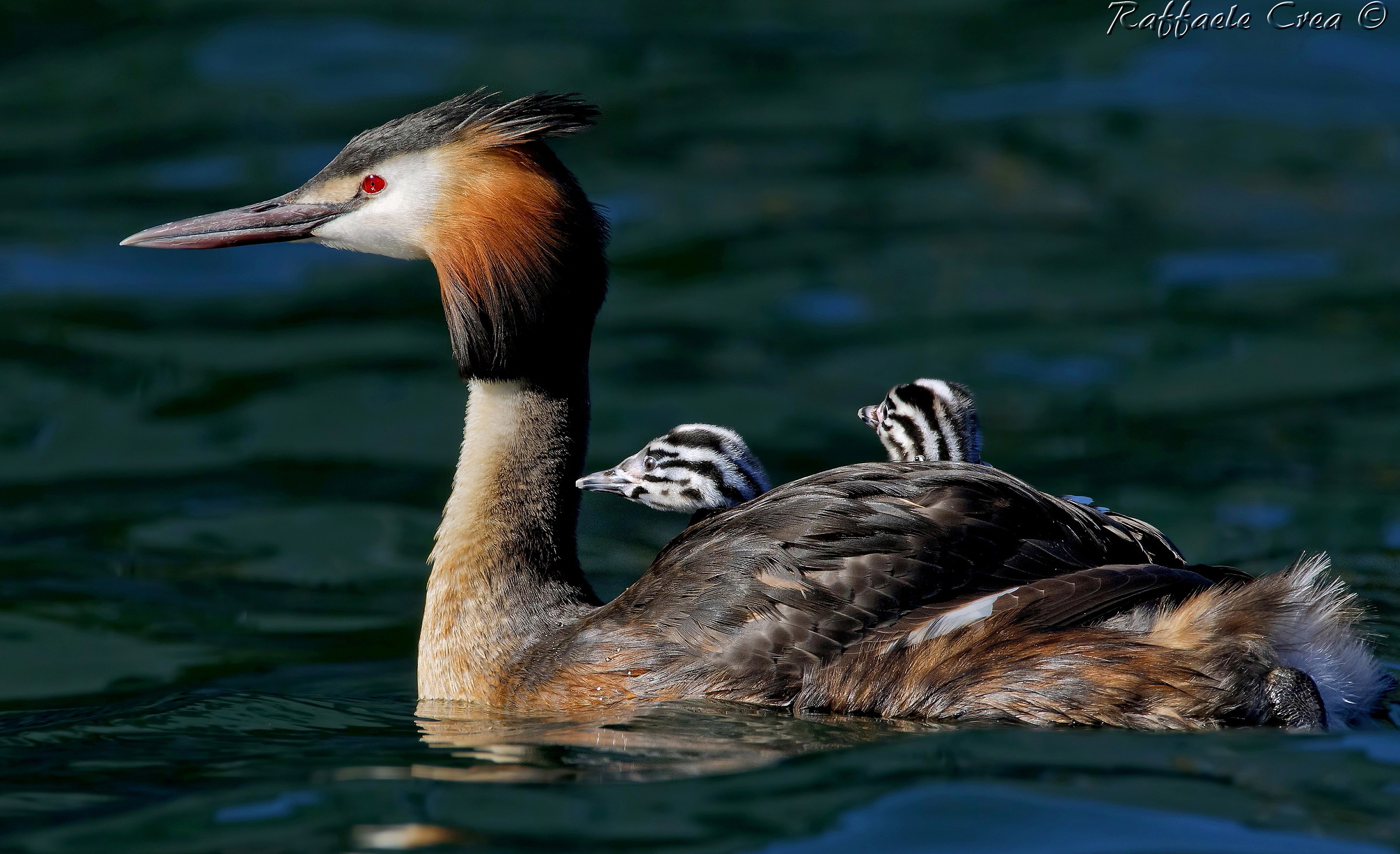 Svasso Maggiore con Pulli