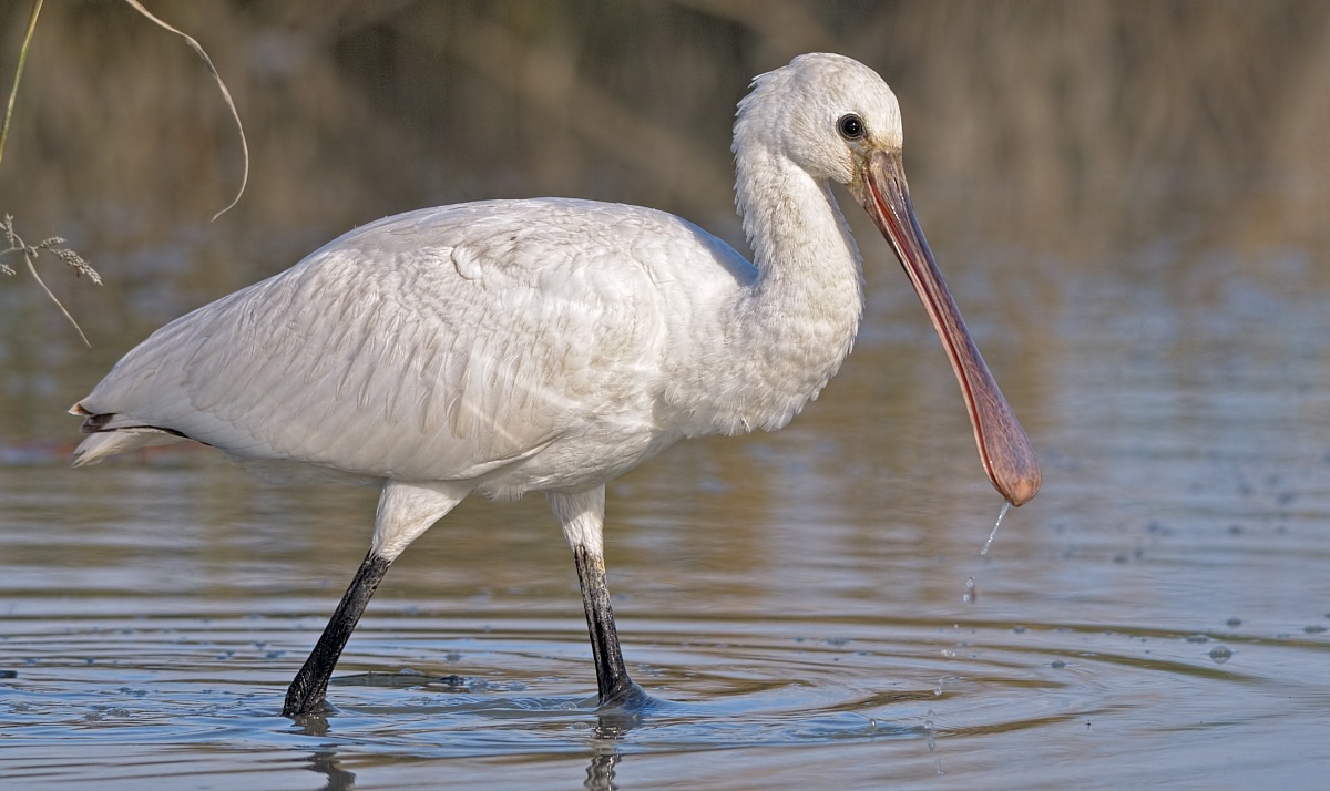 Spoonbill (Platalea leucorodia)