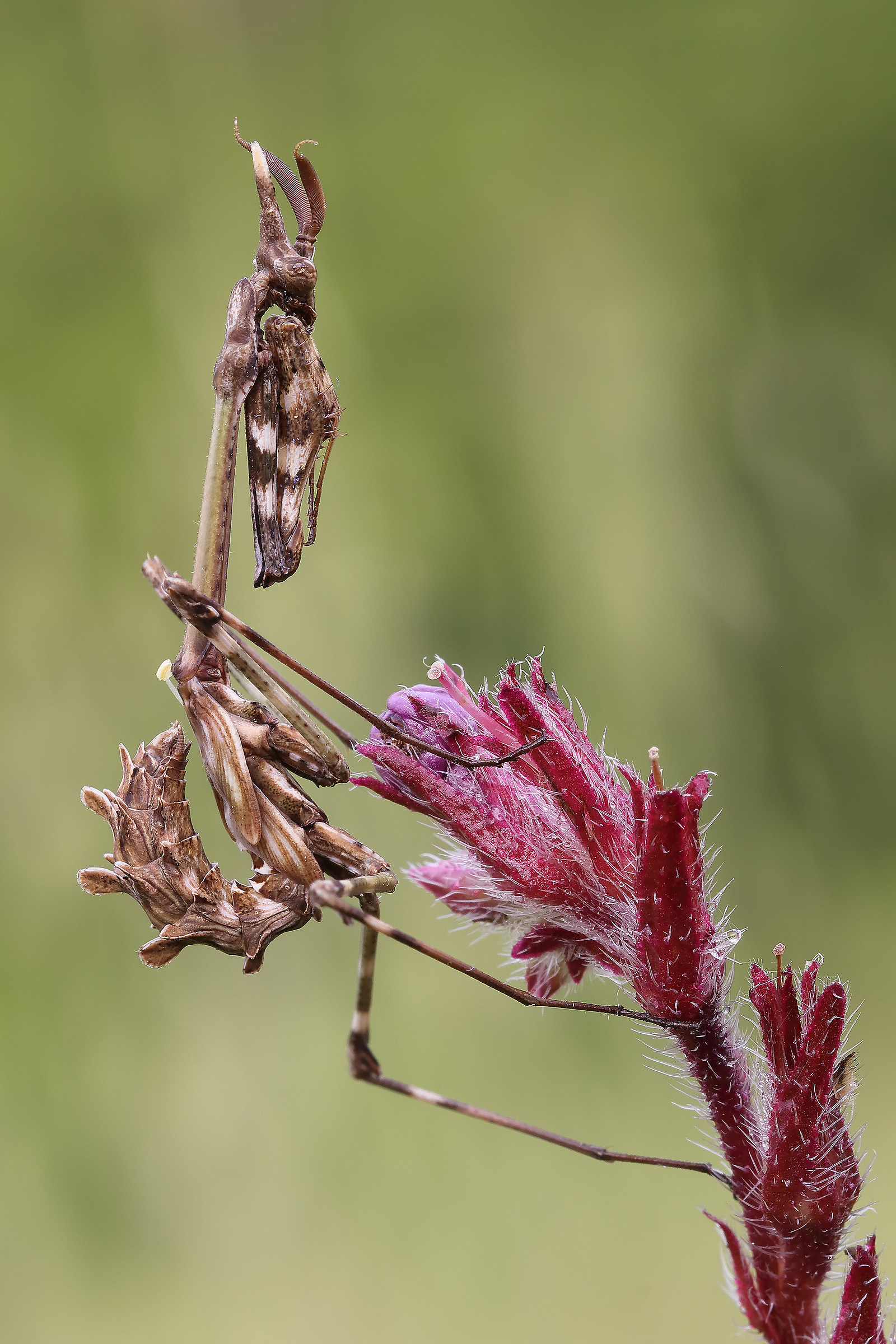 Empusa pennata