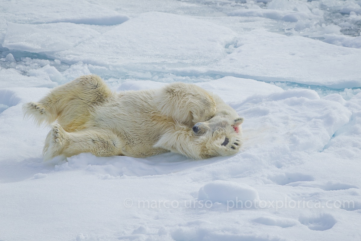 Polar bear