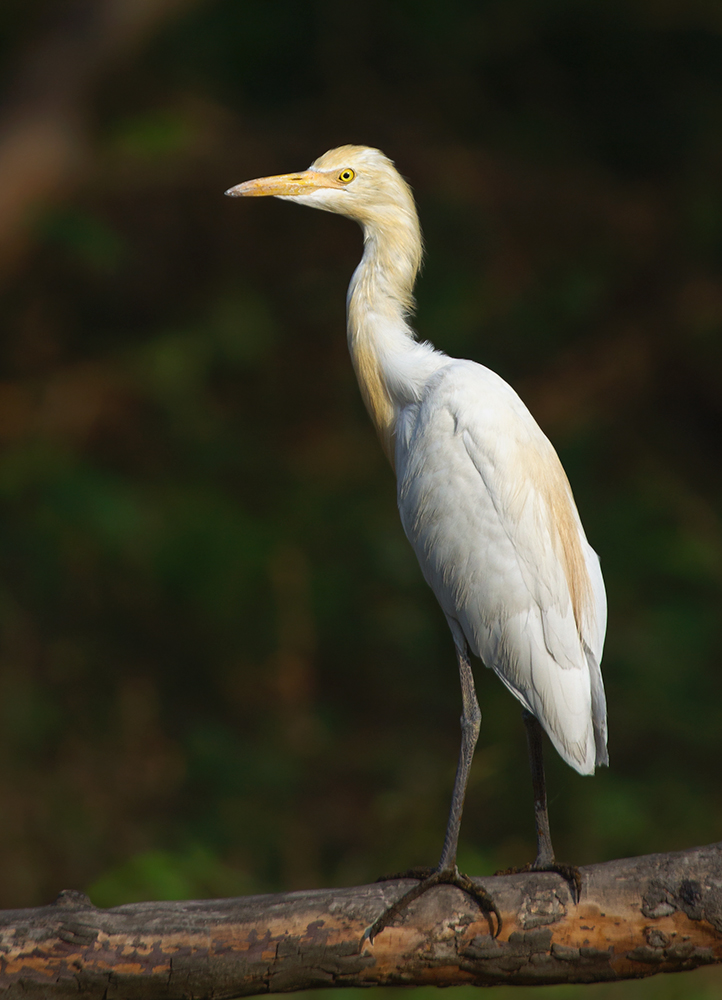 Cattle Egret.